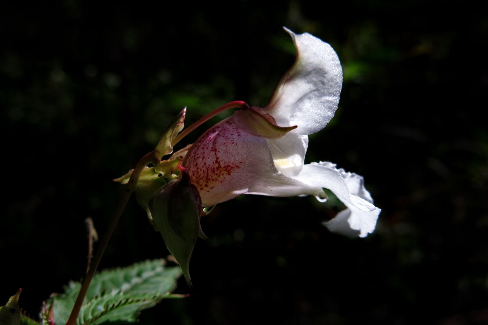 Canon PowerShot G15 sample photo. Balsam, white, blossom photography