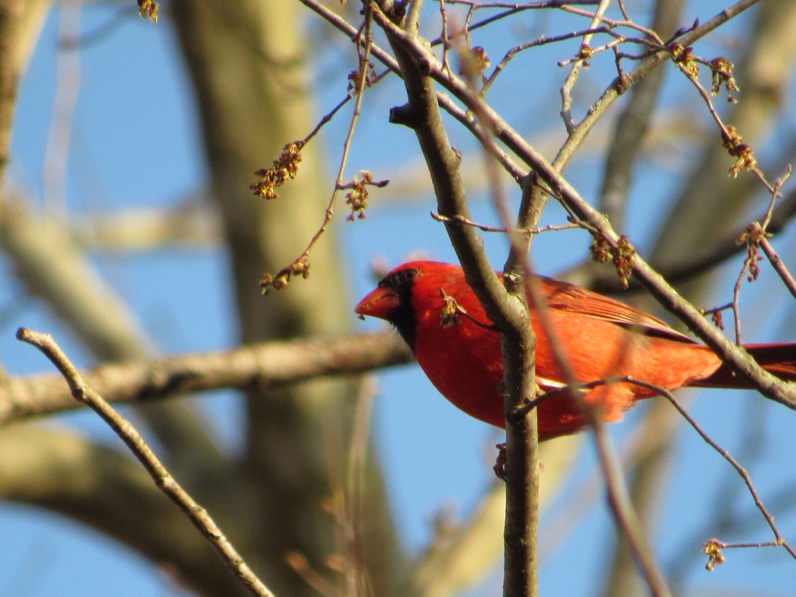 Canon PowerShot SX530 HS sample photo. Birds, red cardinals, sky photography