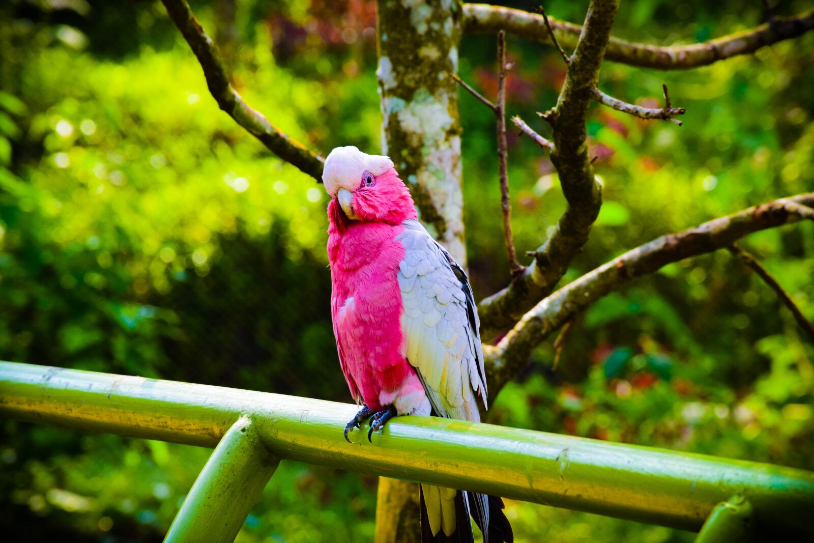 Nikon D5300 sample photo. Bird, forest, pink photography