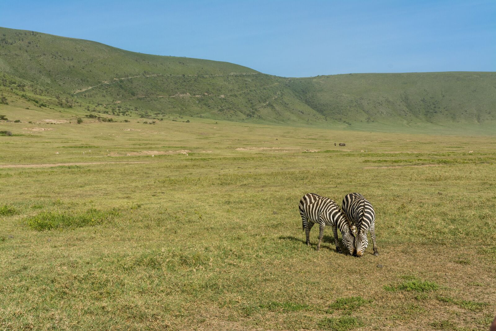Nikon D5200 sample photo. Zebra, safari, africa photography