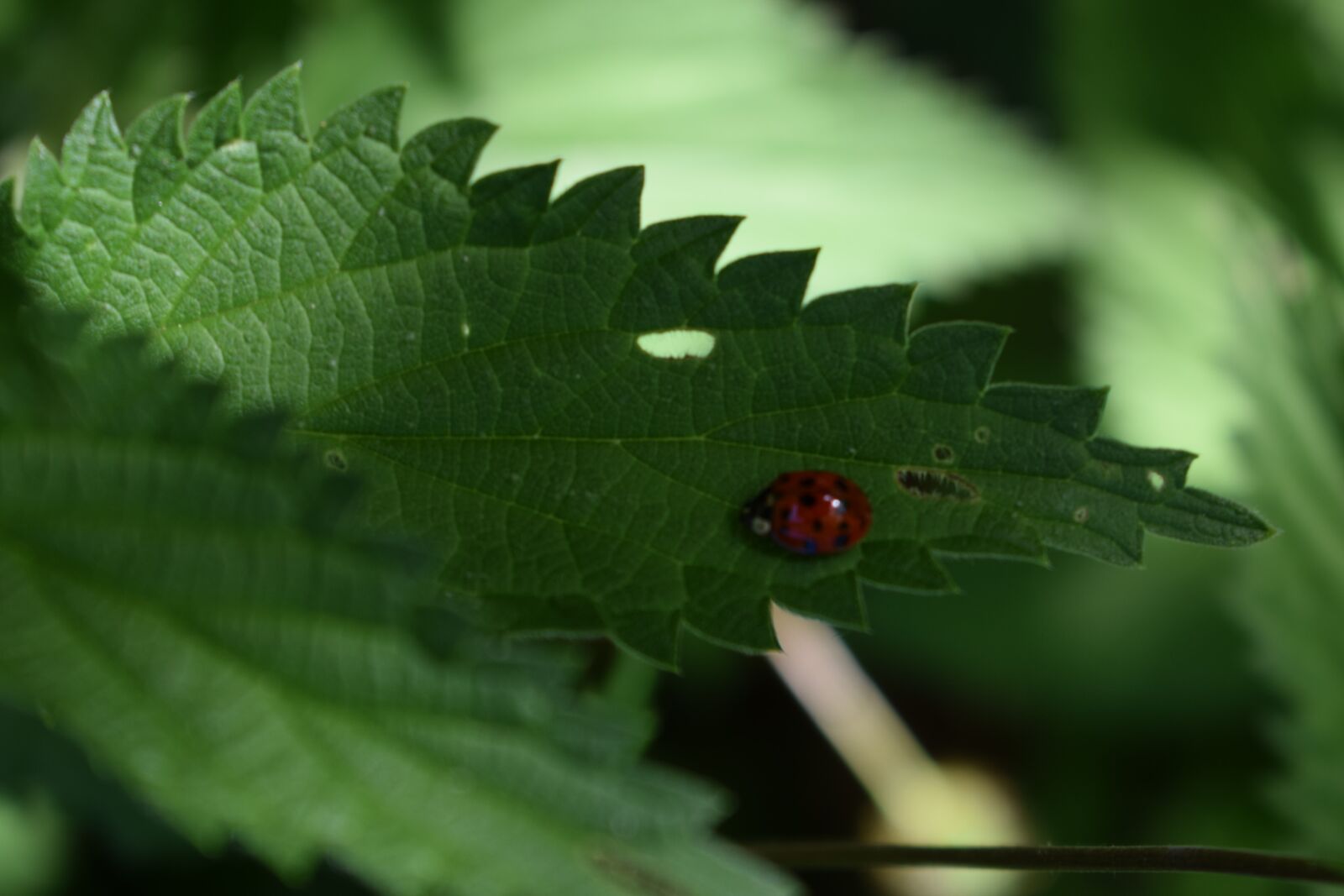 Nikon AF-P DX Nikkor 18-55mm F3.5-5.6G VR sample photo. Forest, ladybird, ladybug, leaf photography