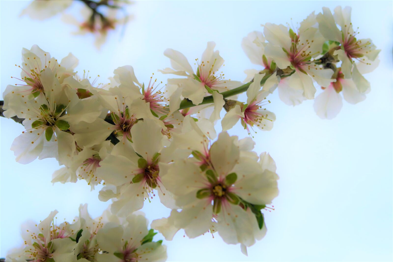 Canon PowerShot G7 X sample photo. Flower, tree, spring photography