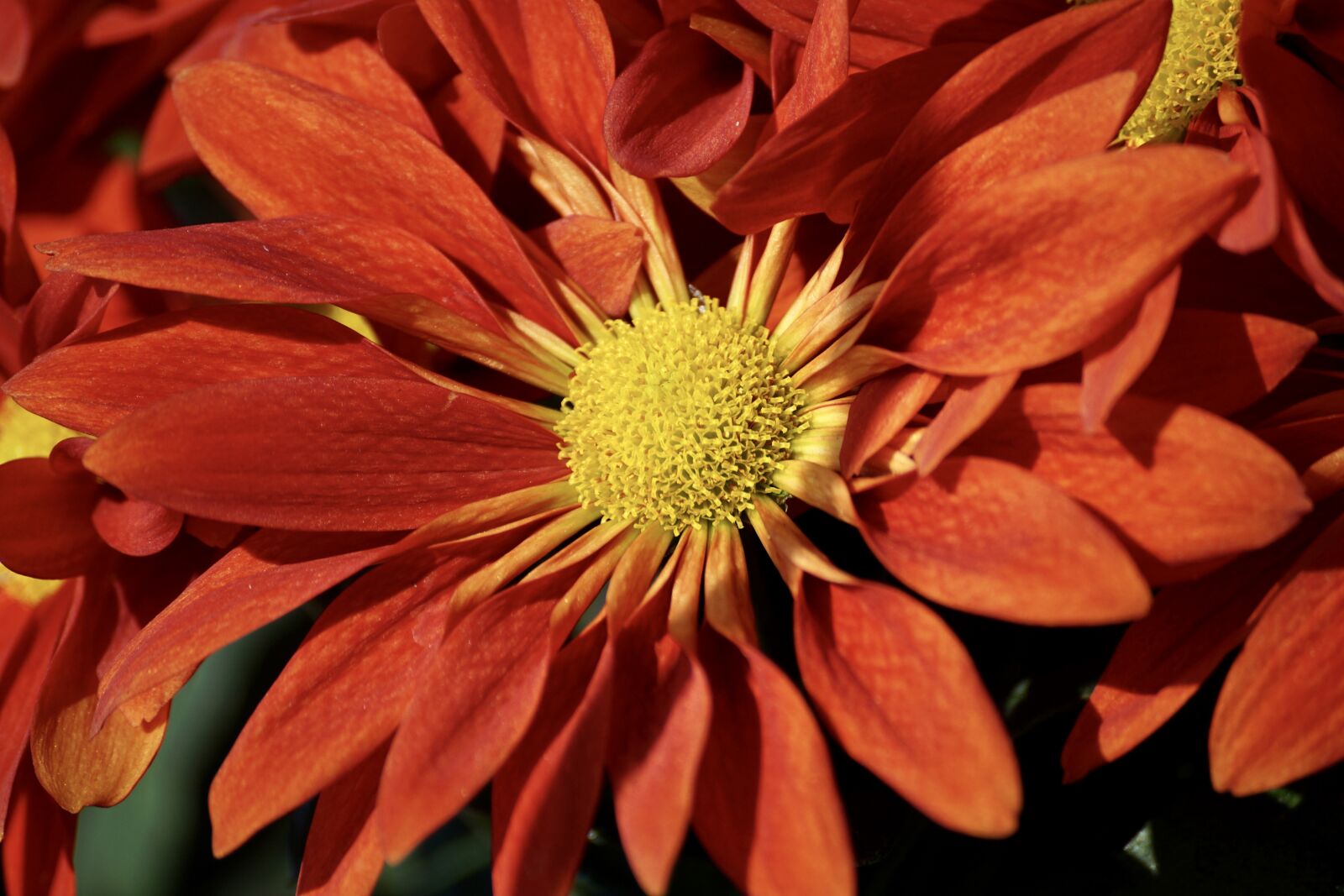 Sony DT 55-300mm F4.5-5.6 SAM sample photo. Aster, autumn, autumn-flowers photography