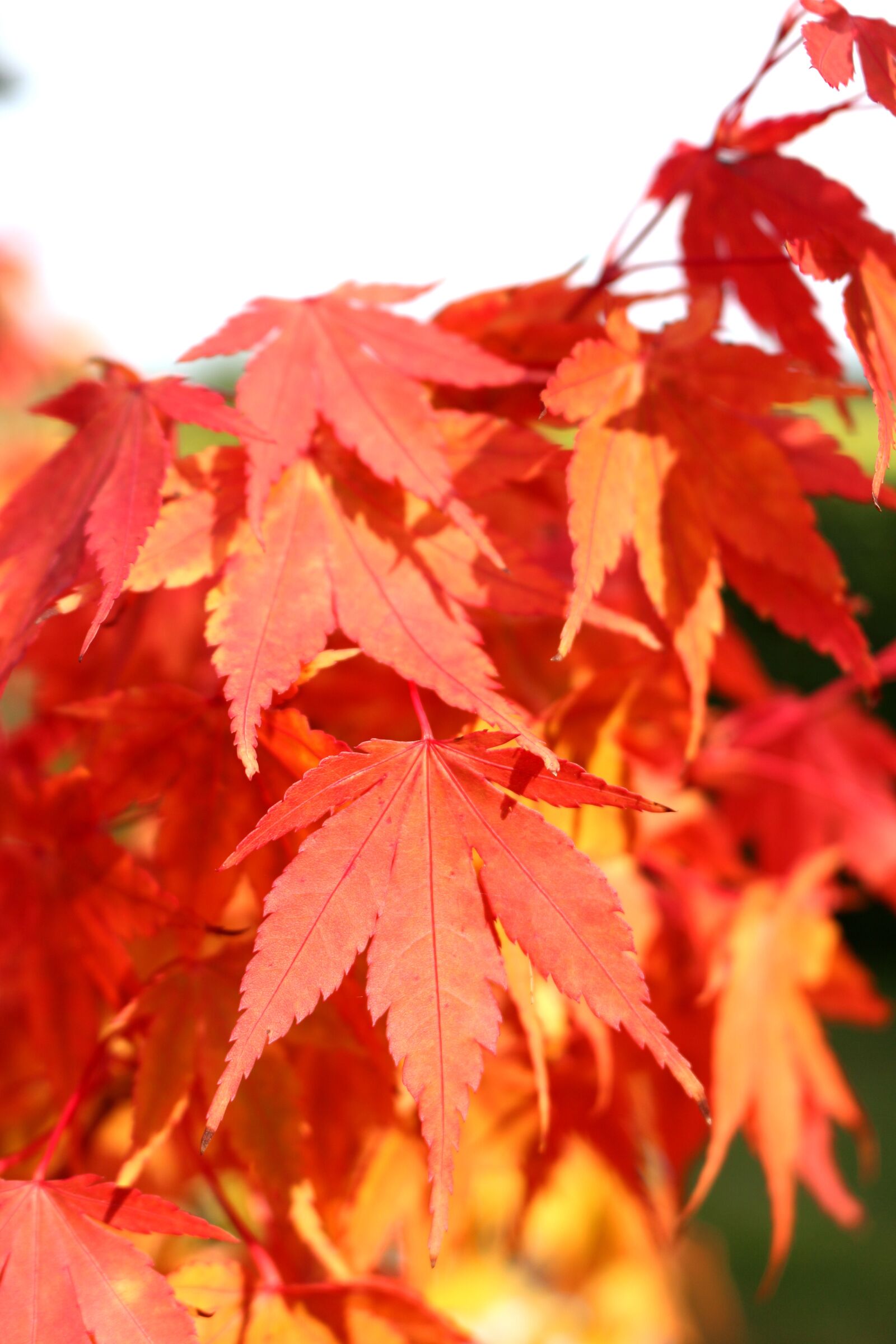 Canon EOS 700D (EOS Rebel T5i / EOS Kiss X7i) sample photo. Red leaves, fall foliage photography