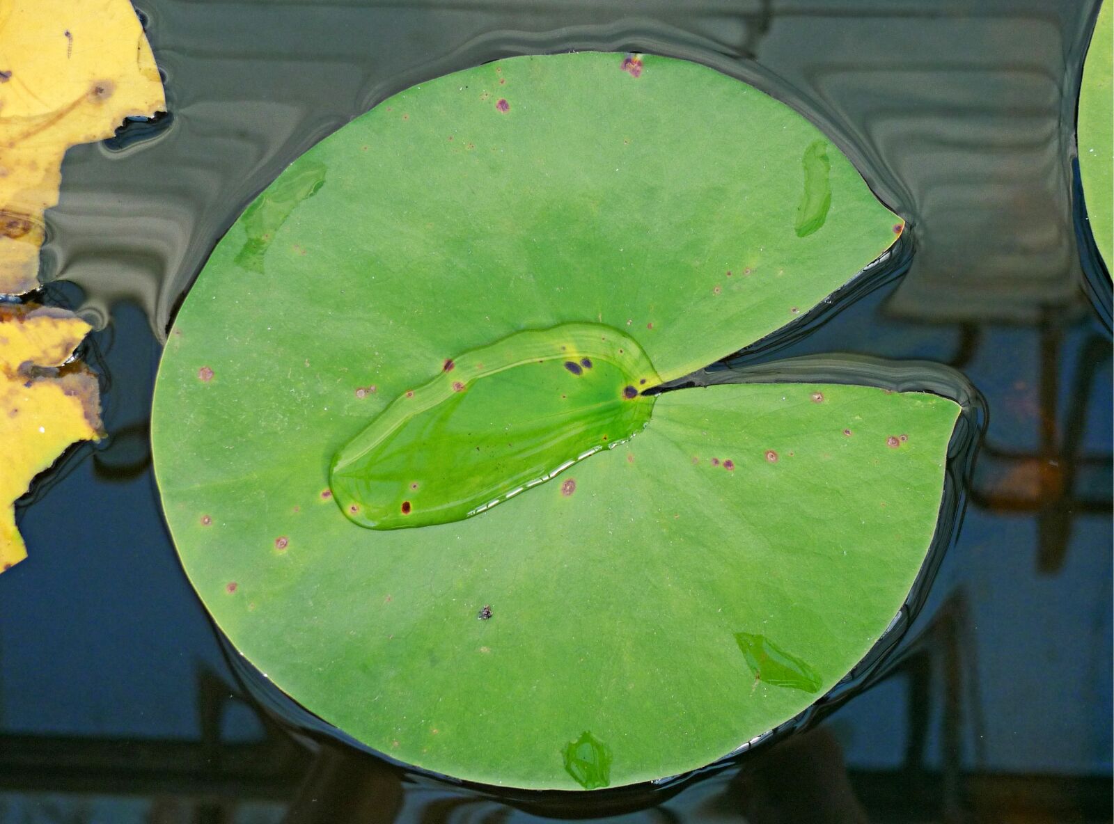 Panasonic Lumix DMC-LX3 sample photo. Water, lily, leaf photography