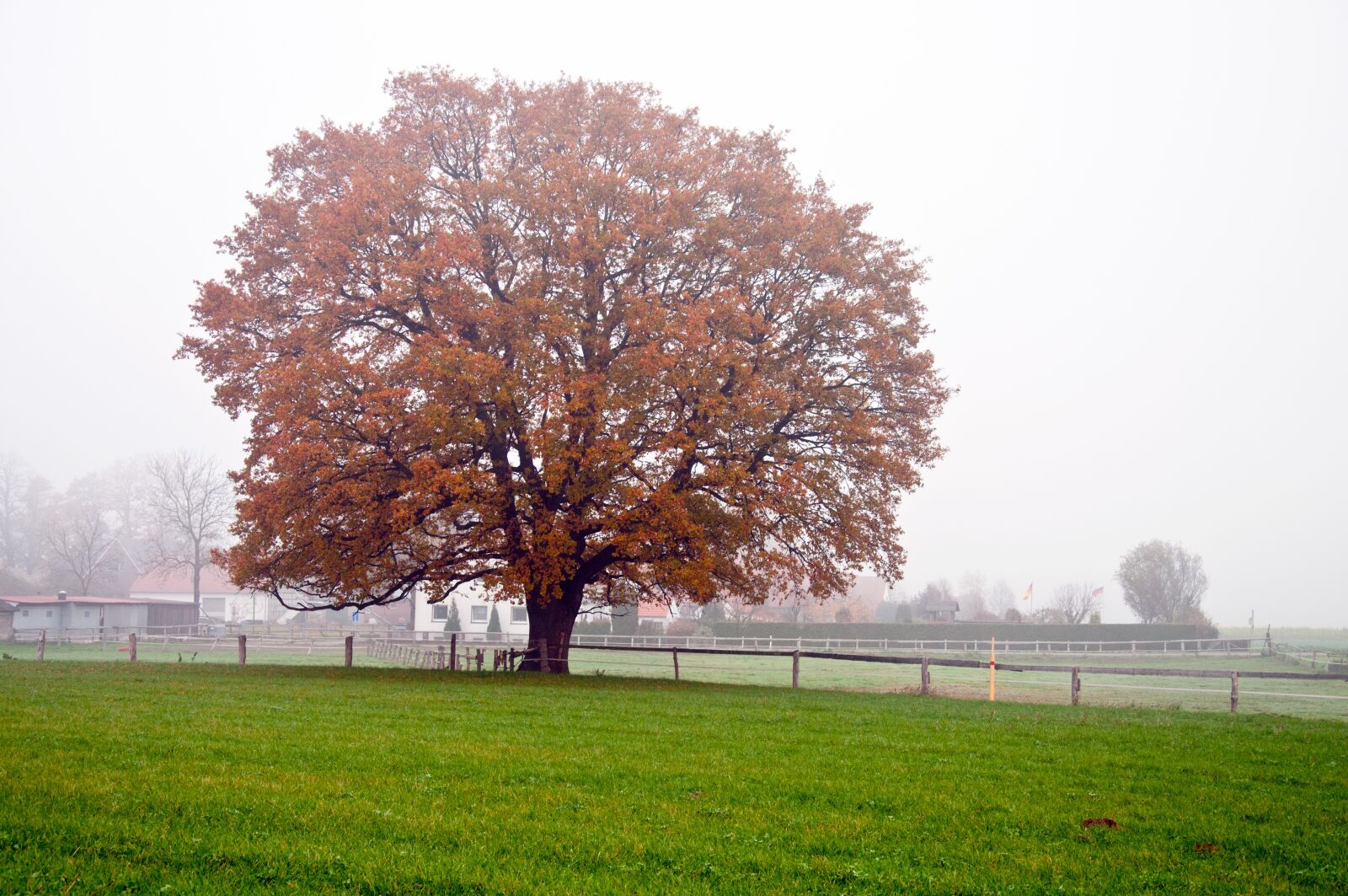 Nikon D300 sample photo. Golden autumn, mood, fall photography