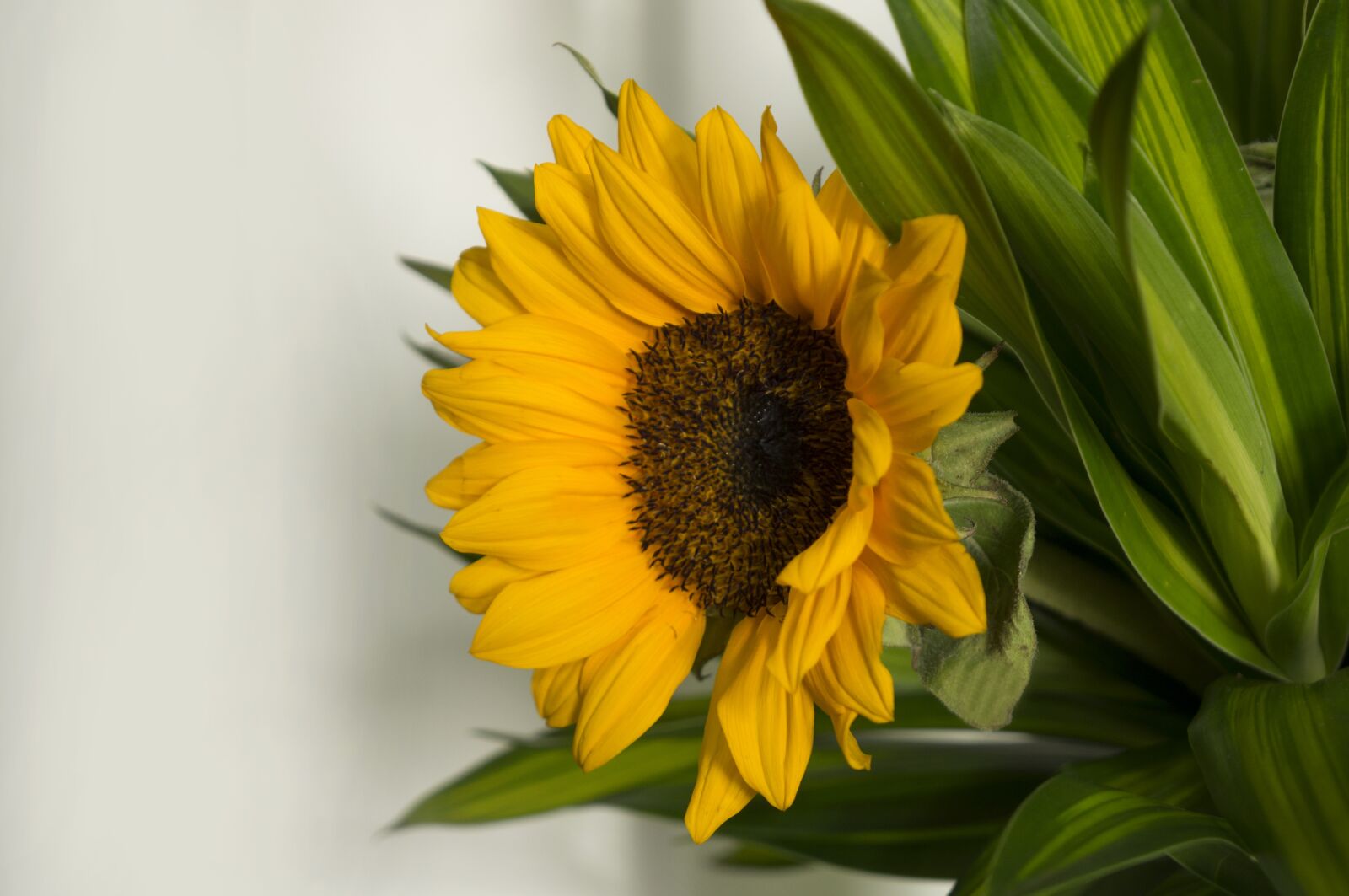 Sony Alpha NEX-F3 + Sony E 18-55mm F3.5-5.6 OSS sample photo. Sunflowers, sun flower, natural photography