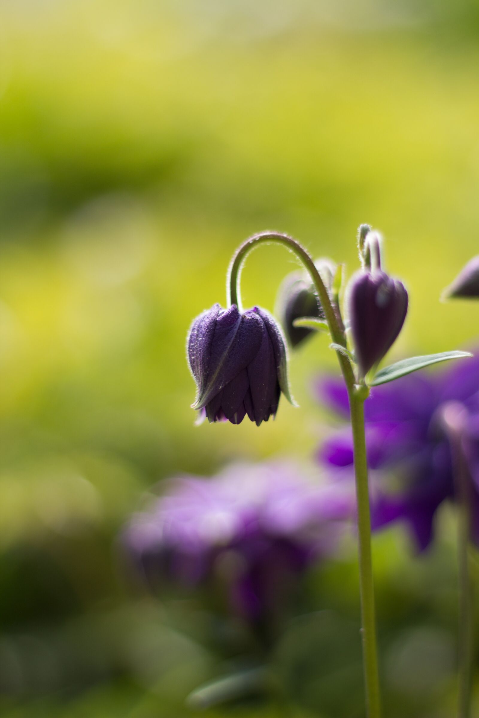 Canon EOS 600D (Rebel EOS T3i / EOS Kiss X5) + Canon EF 50mm F1.8 STM sample photo. Flower, violet, blossom photography