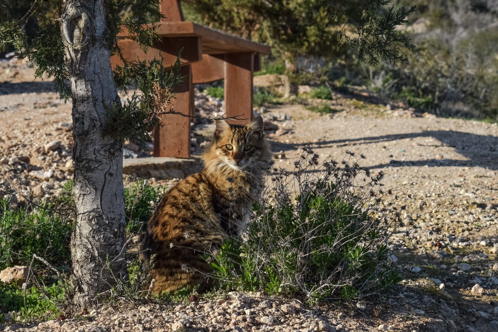 Nikon D3300 sample photo. Cat, feral, outdoor photography