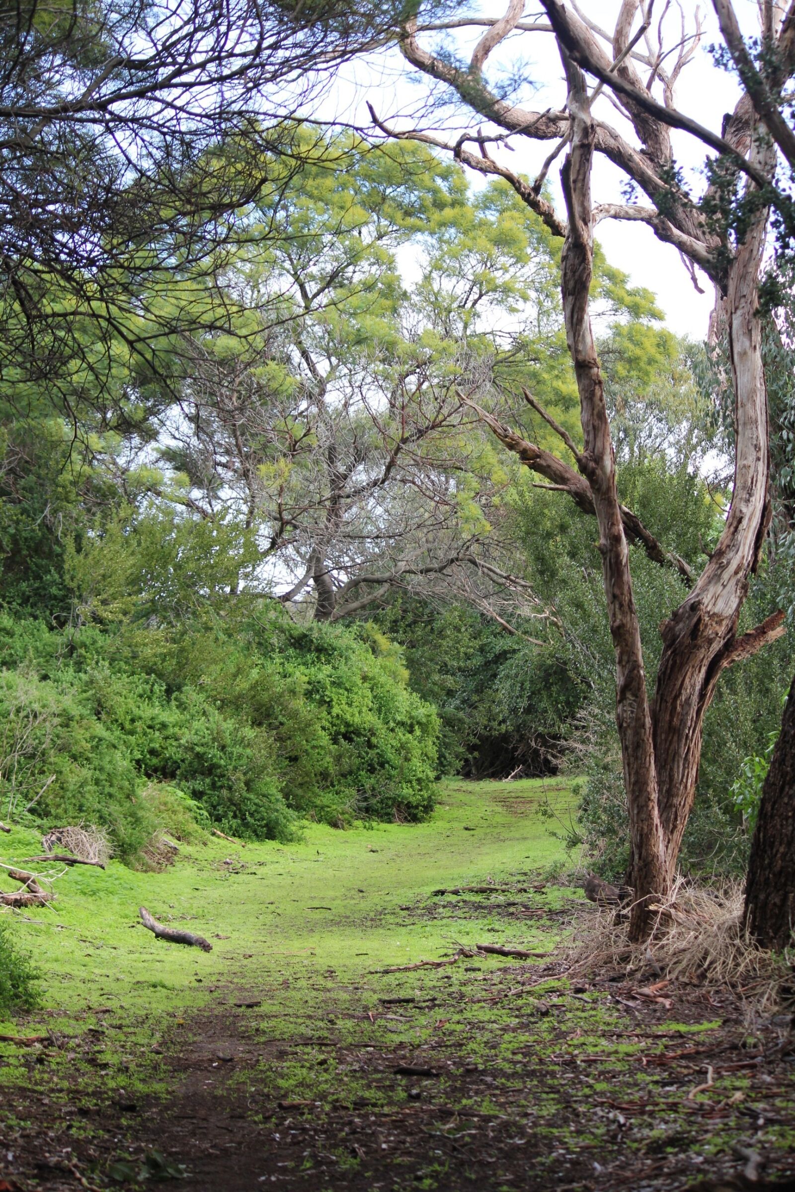 Canon EOS 550D (EOS Rebel T2i / EOS Kiss X4) sample photo. Forest, nature, landscape photography