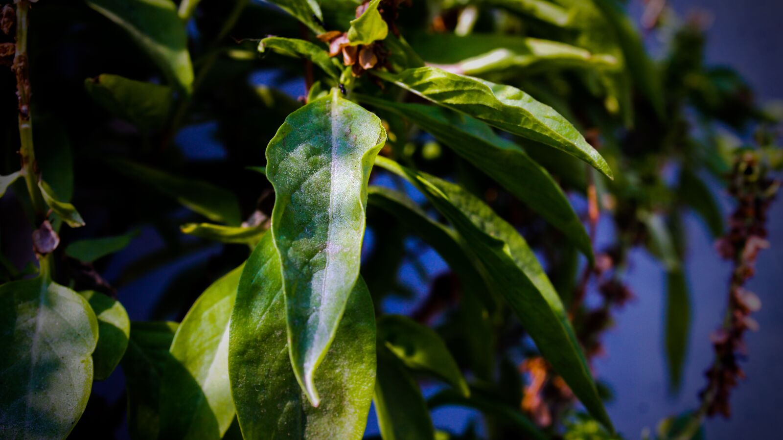 Canon EOS 1300D (EOS Rebel T6 / EOS Kiss X80) sample photo. Nature, leaf, plant photography