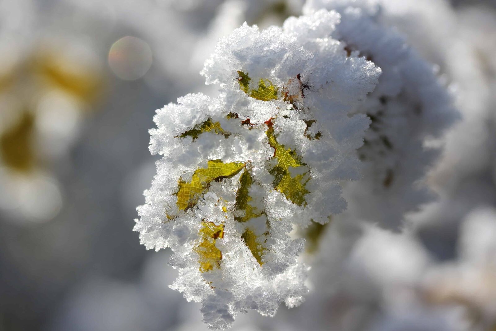 Canon EOS 1100D (EOS Rebel T3 / EOS Kiss X50) sample photo. Snowflake, macro, detail, snow photography