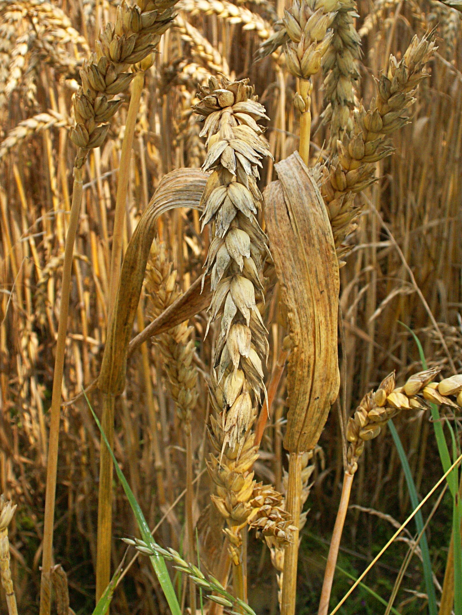 KONICA MINOLTA DiMAGE Z3 sample photo. Corn, field, agriculture photography