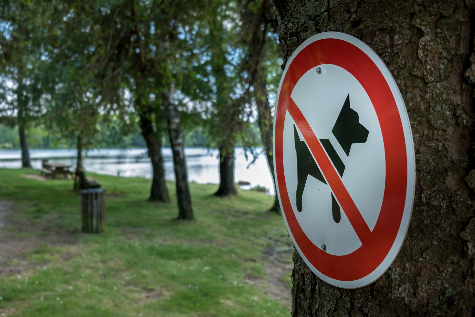 Fujifilm X-T2 sample photo. Sign, dog, symbol photography