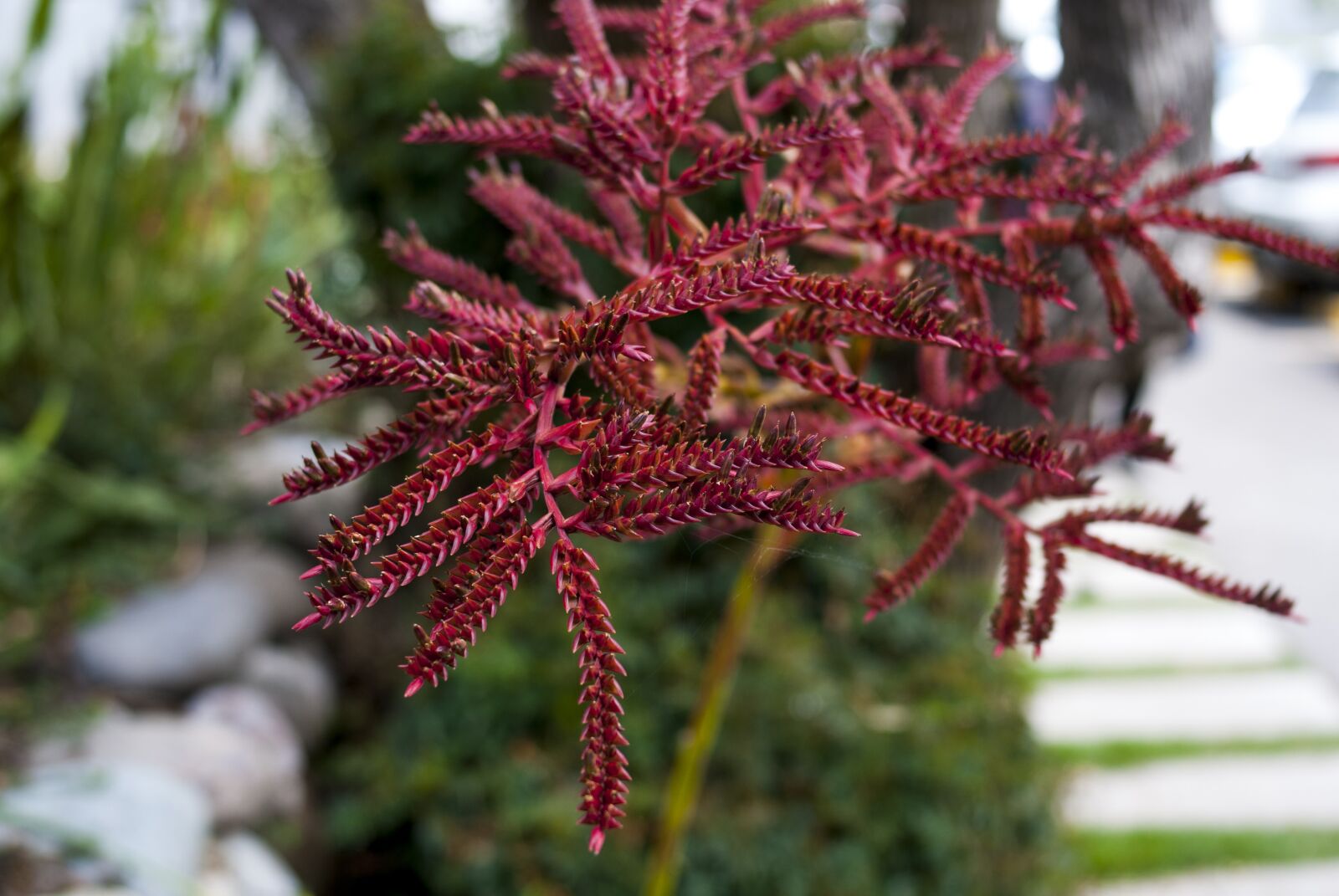 Nikon D60 sample photo. Nature, tree, outdoors photography