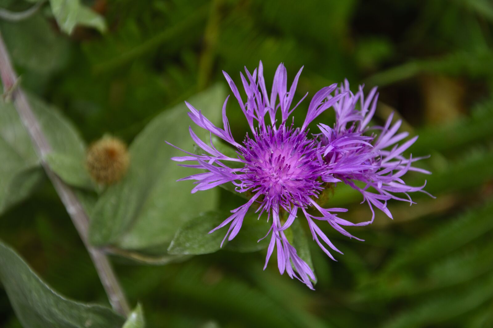 Nikon D7100 sample photo. Cornflower, nature, purple photography