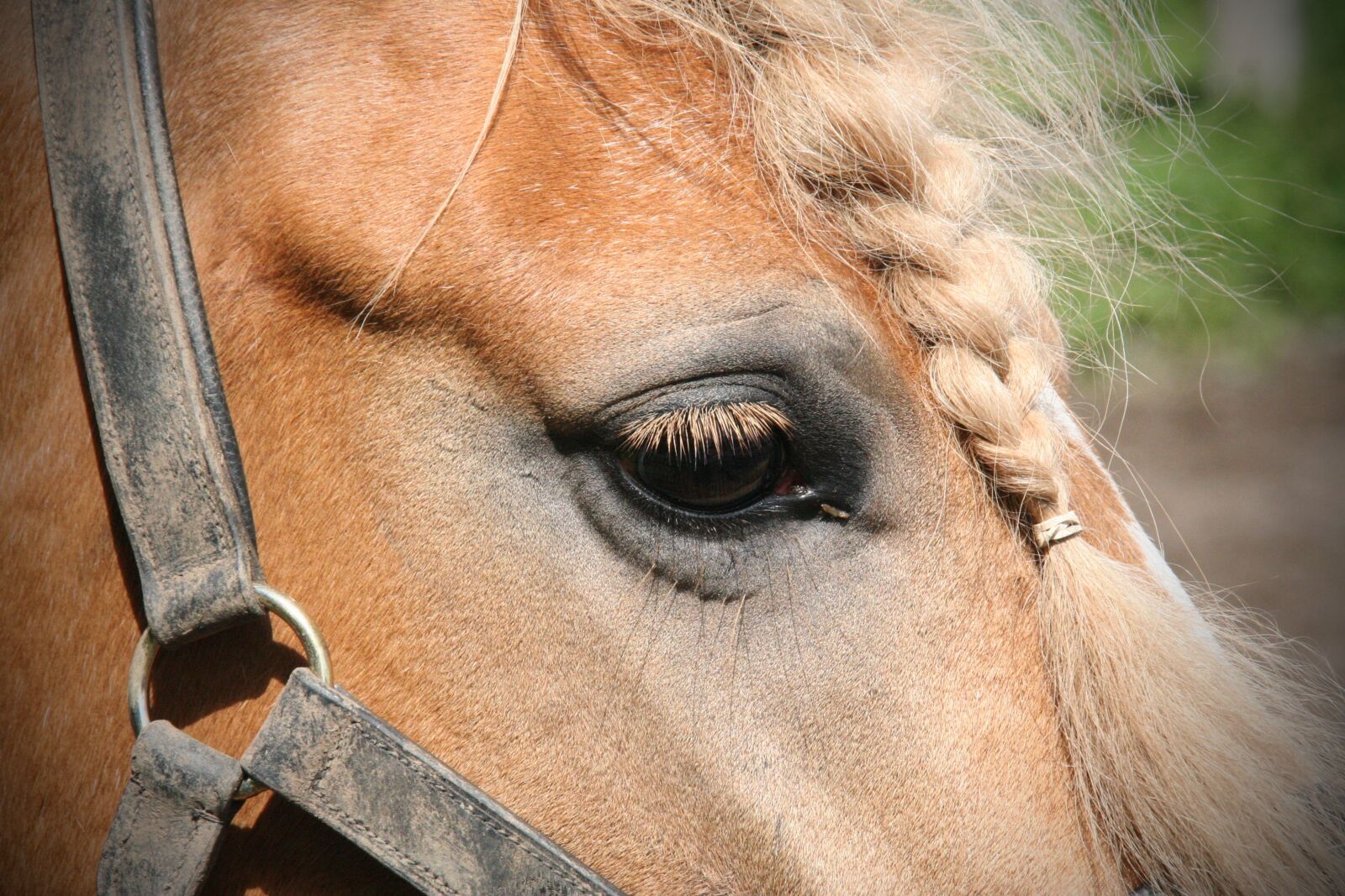 Canon EOS 350D (EOS Digital Rebel XT / EOS Kiss Digital N) sample photo. Portrait, horse, animal photography