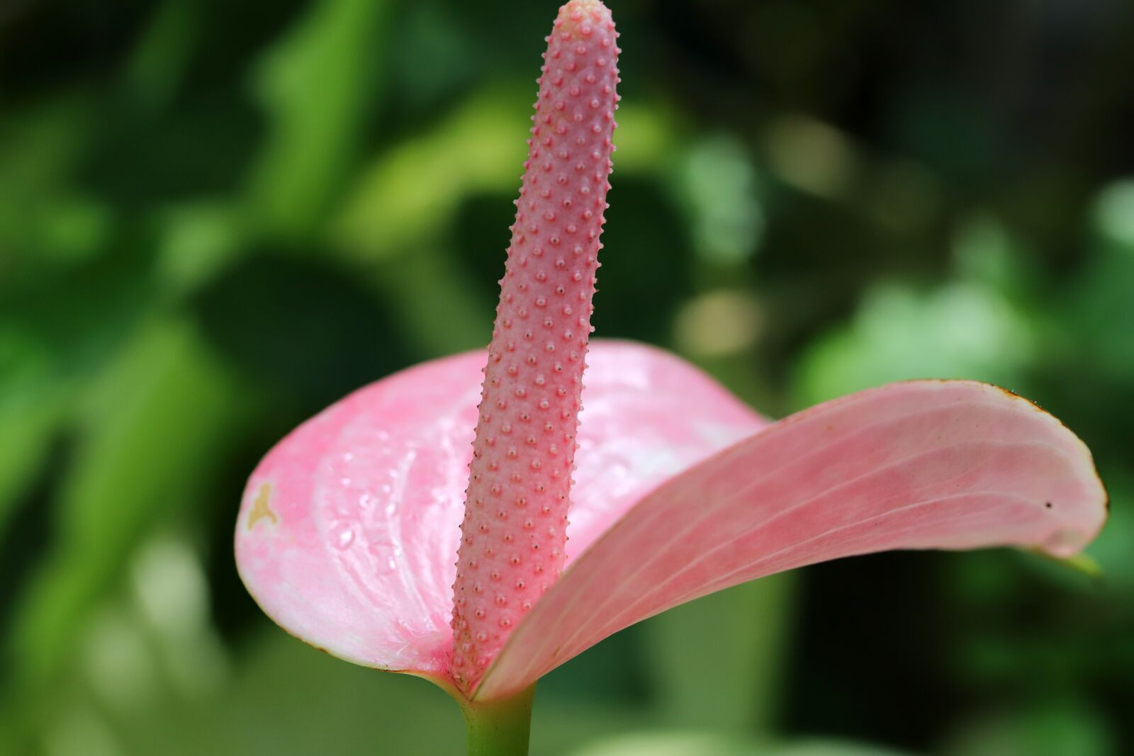 Canon EOS 6D Mark II sample photo. Pink, plants, flowers photography