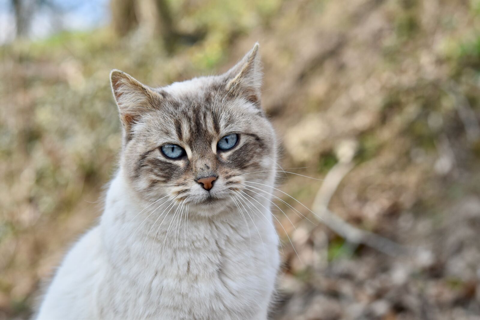 Nikon D5600 sample photo. Cat, blue eyes, kitty photography