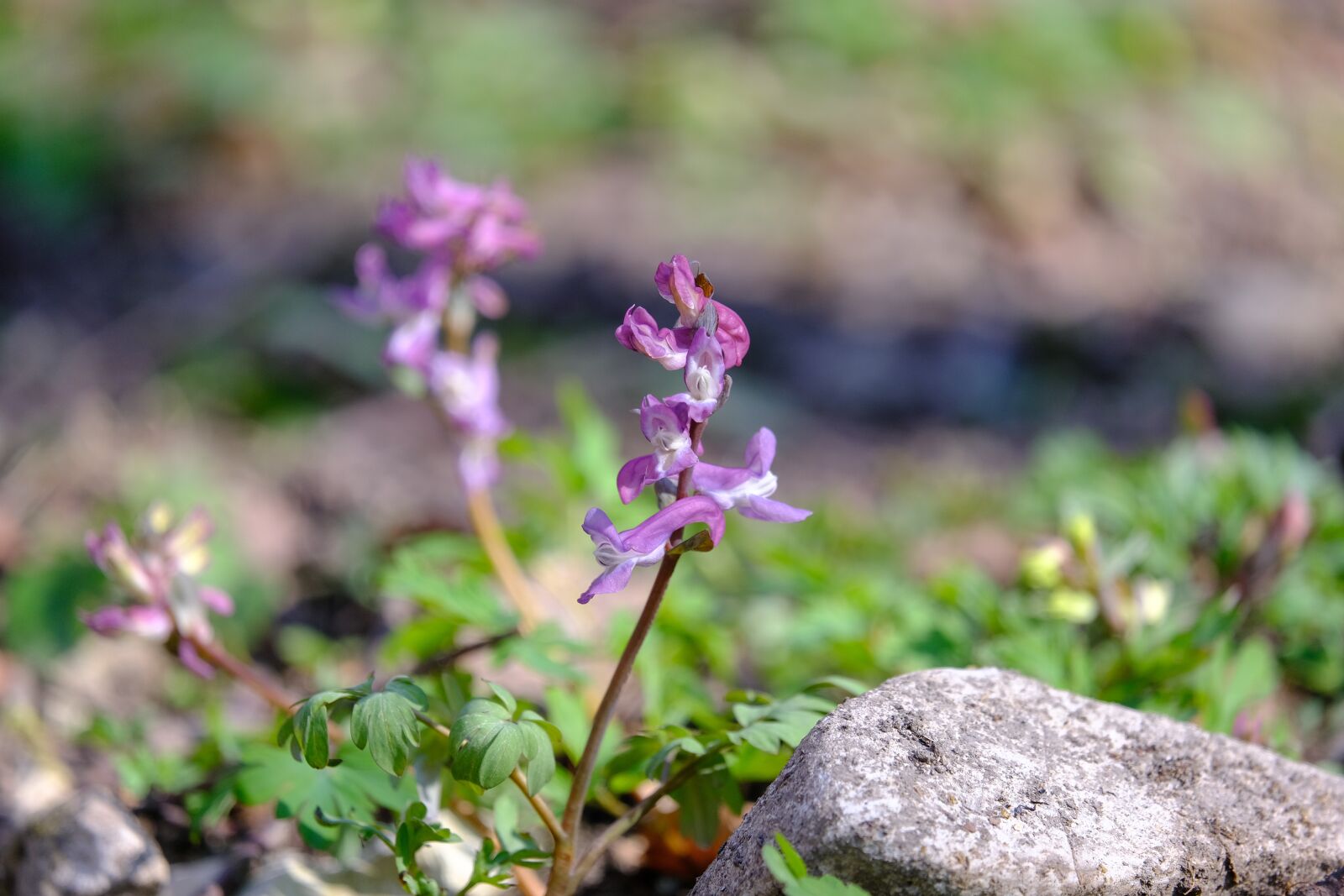 Fujifilm XF 55-200mm F3.5-4.8 R LM OIS sample photo. Corydalis, flower, blossom photography
