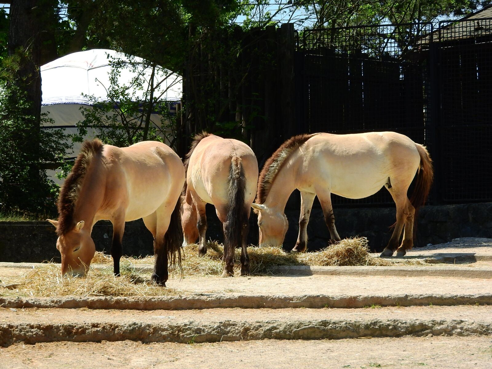 Nikon Coolpix P610 sample photo. Przewalski's horse, equus przewalskii photography