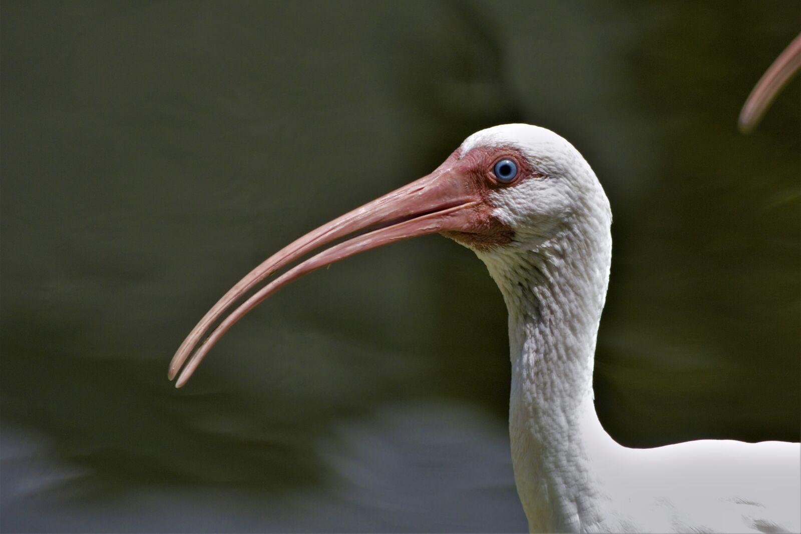 Nikon D7100 sample photo. Bird, ibis, white ibis photography
