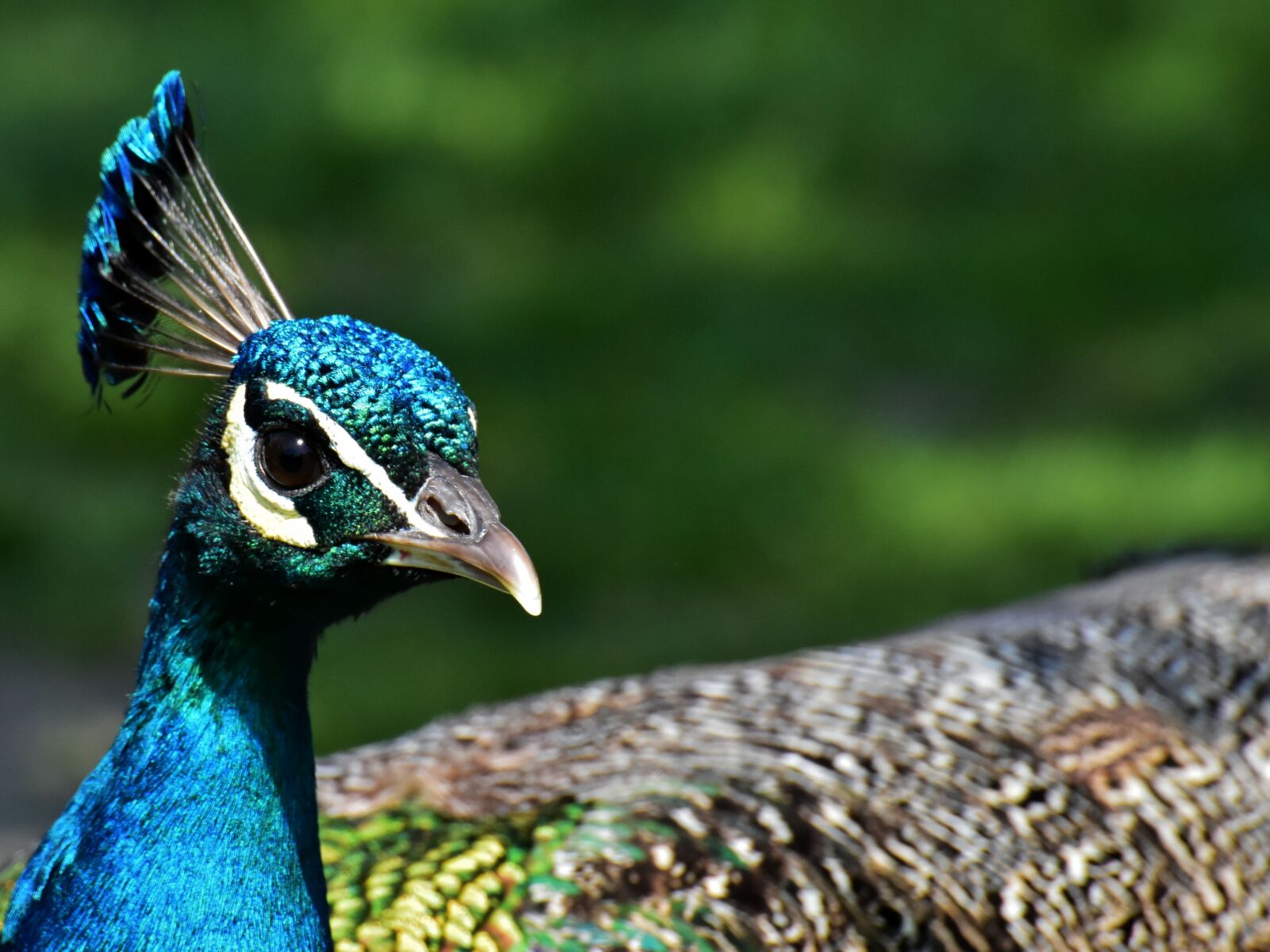 Nikon D7200 sample photo. Peacock, bird, poultry photography