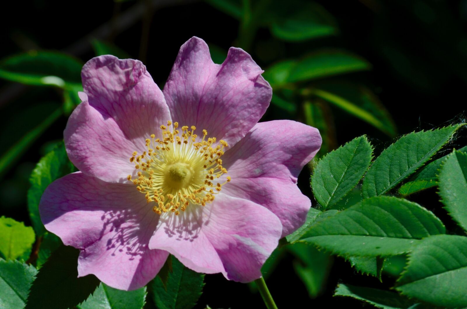 Nikon D5100 sample photo. Wild rose, blossom, bloom photography