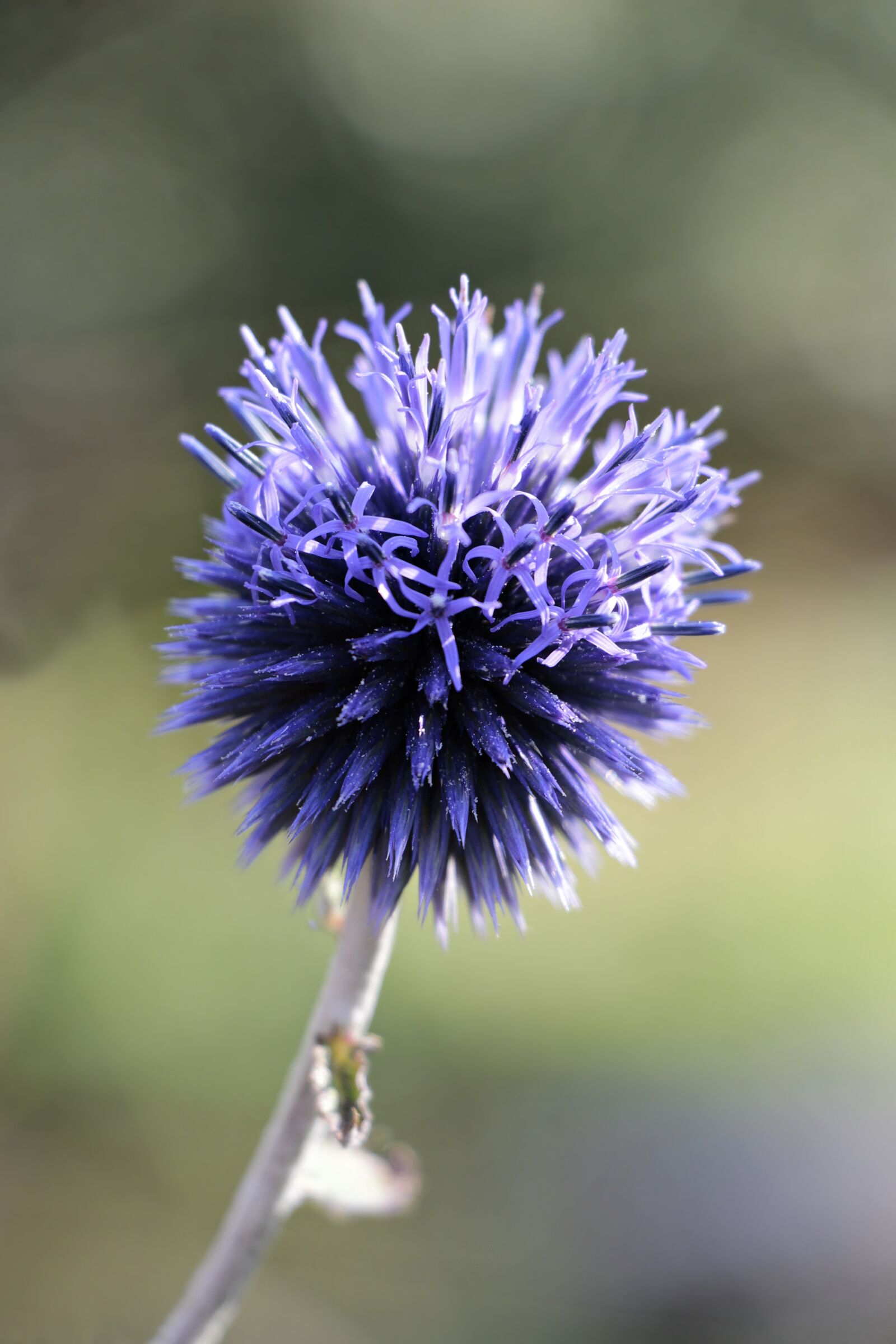 Canon EOS 100D (EOS Rebel SL1 / EOS Kiss X7) sample photo. Globe thistle, echinops, plant photography