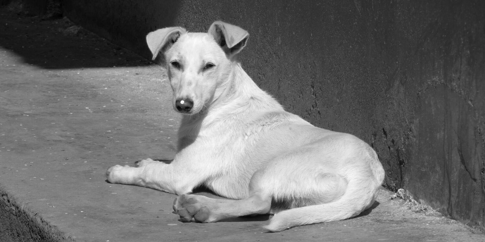 Canon PowerShot SX50 HS sample photo. Image, black and white photography