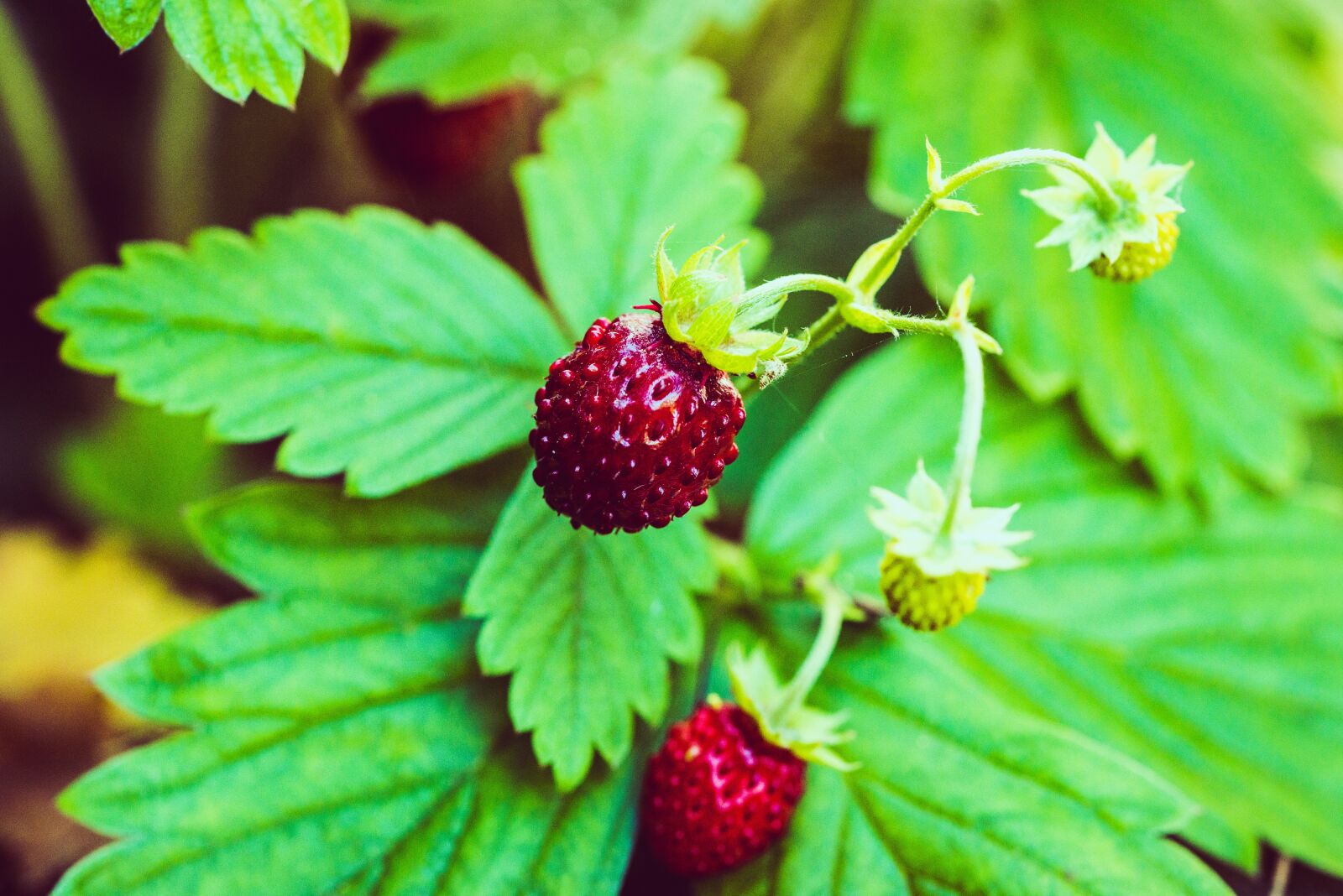 Nikon D800 sample photo. Strawberry, wild strawberry, berry photography