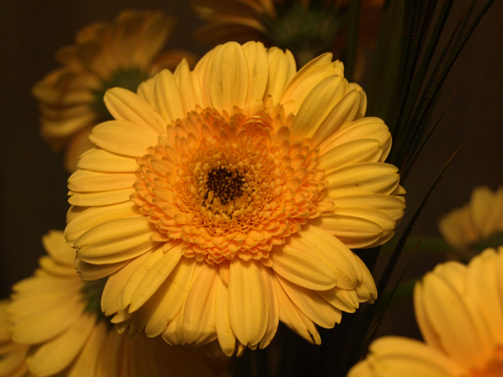 Olympus E-510 (EVOLT E-510) sample photo. Flowers, yellow, flowers photography