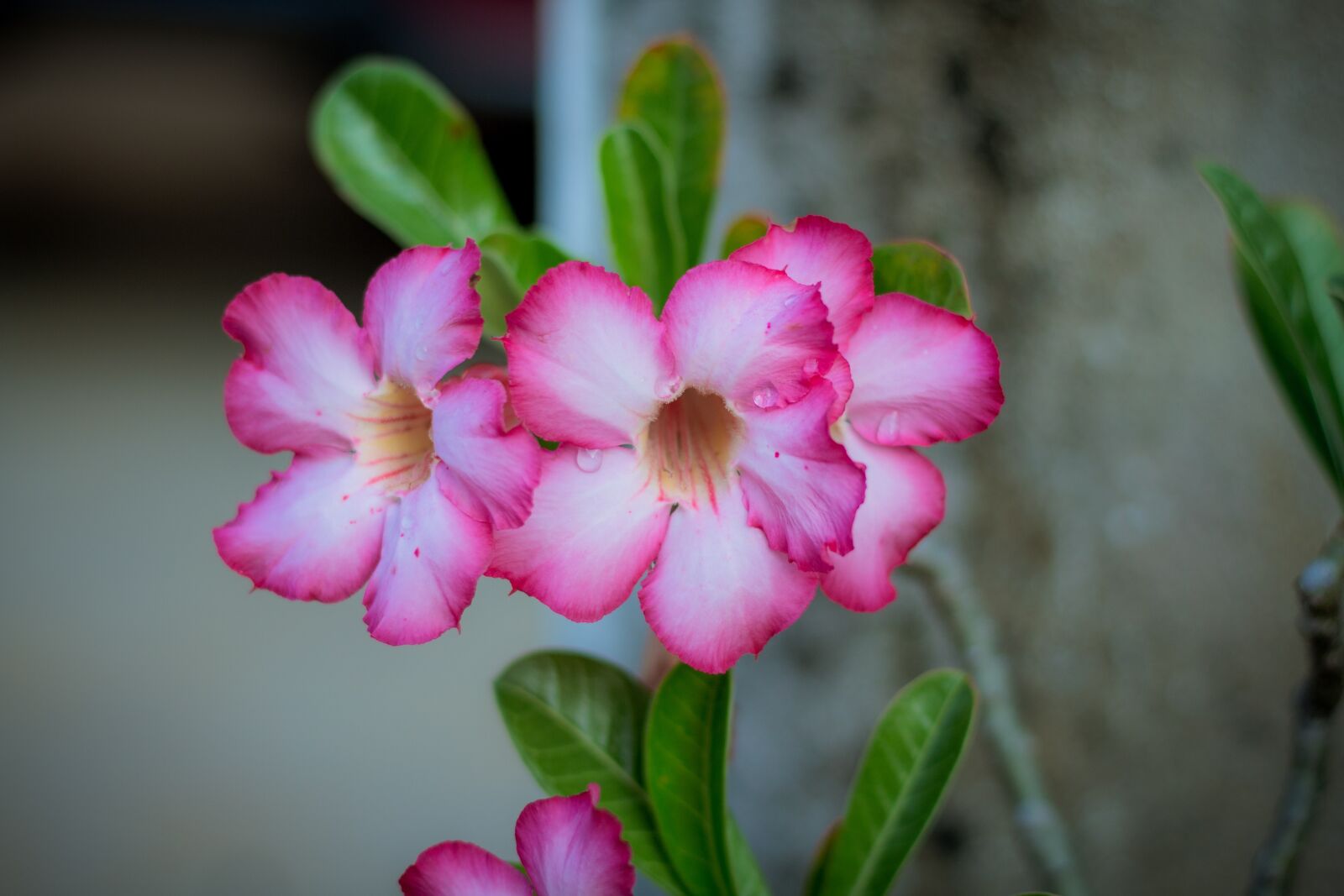 Canon EOS 700D (EOS Rebel T5i / EOS Kiss X7i) + Canon EF 50mm F1.8 STM sample photo. Invited to visit, plant photography