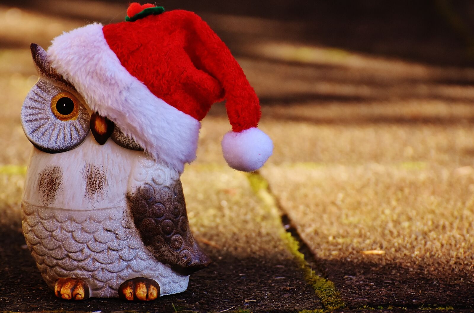 Nikon D7200 sample photo. Christmas, owl, santa hat photography