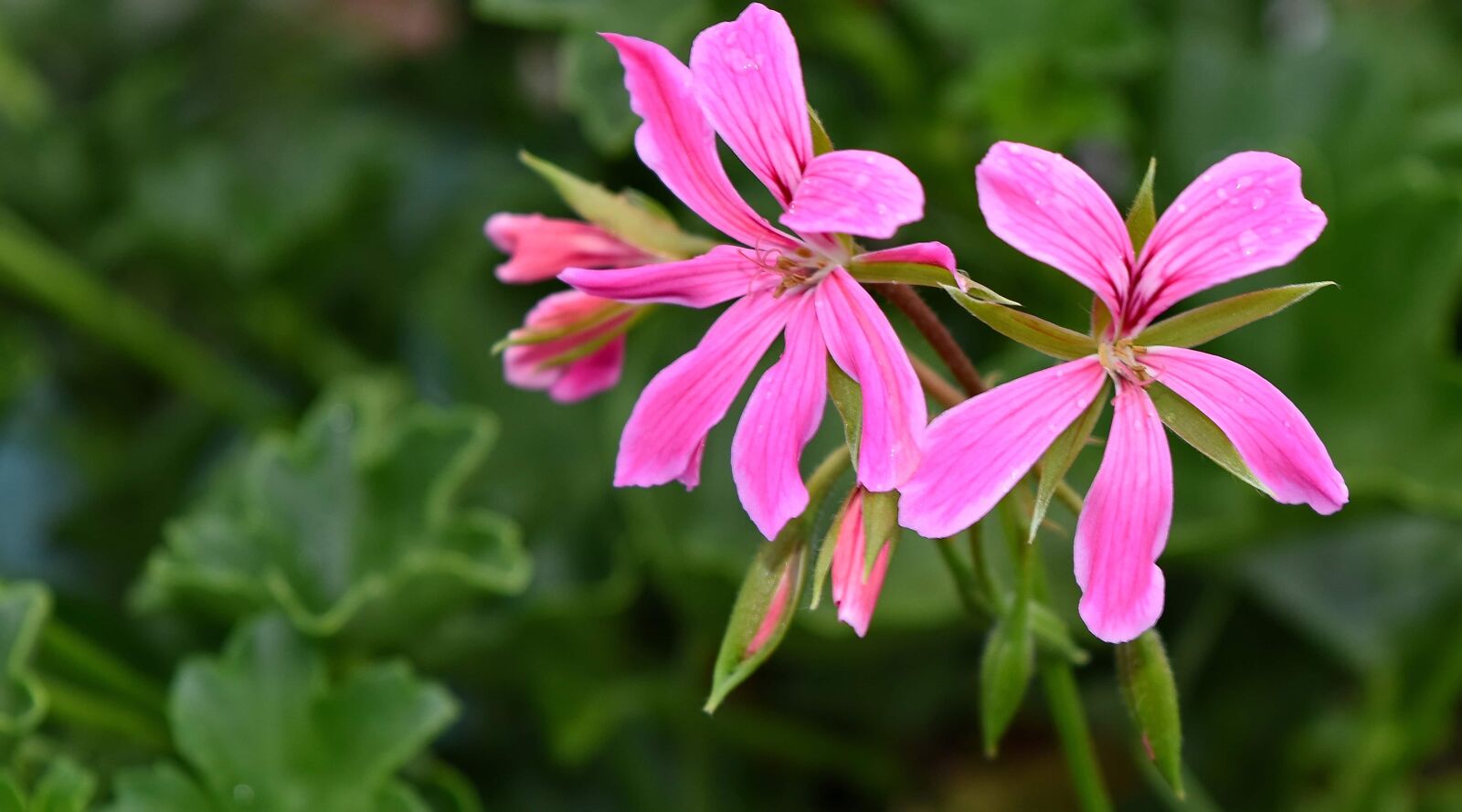 Nikon D5500 sample photo. Flora, nature, flower, garden photography