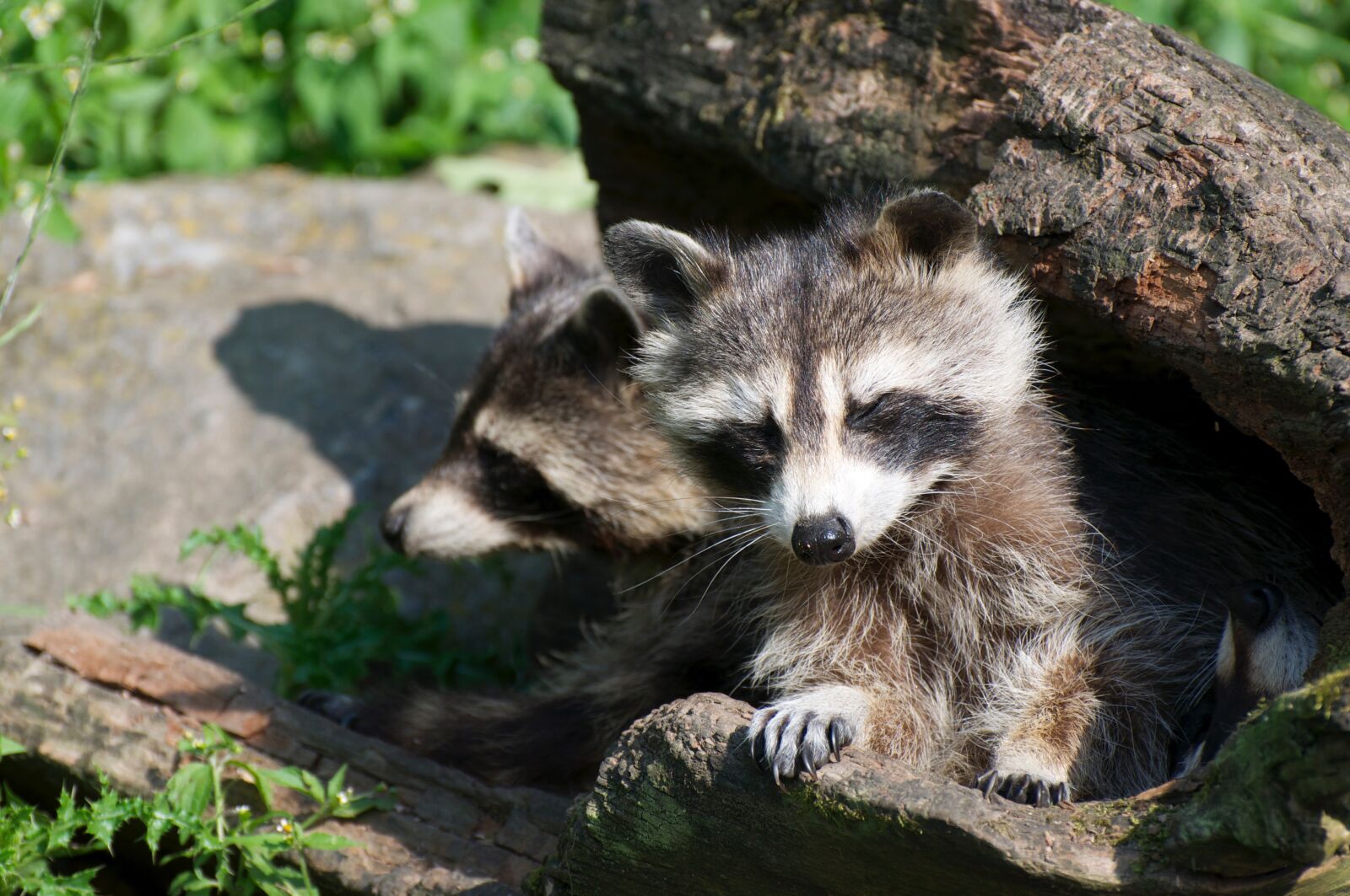 Nikon D90 sample photo. Raccoon, animal, zoo photography