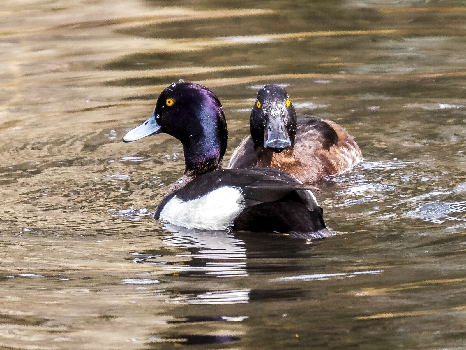 Olympus E-3 sample photo. Row pension, duck, bird photography