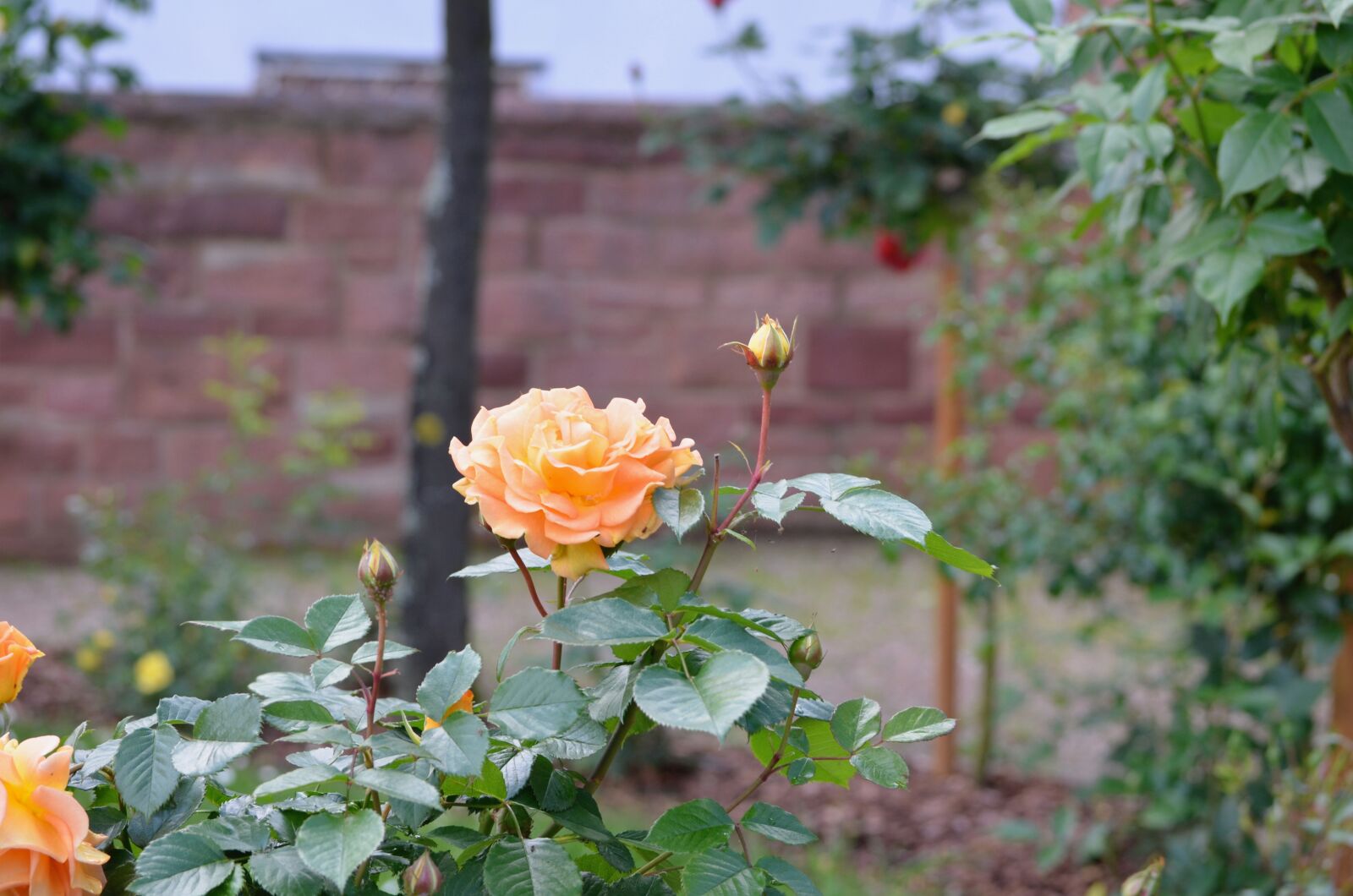 Nikon D5100 sample photo. Roses, flowers, nature photography