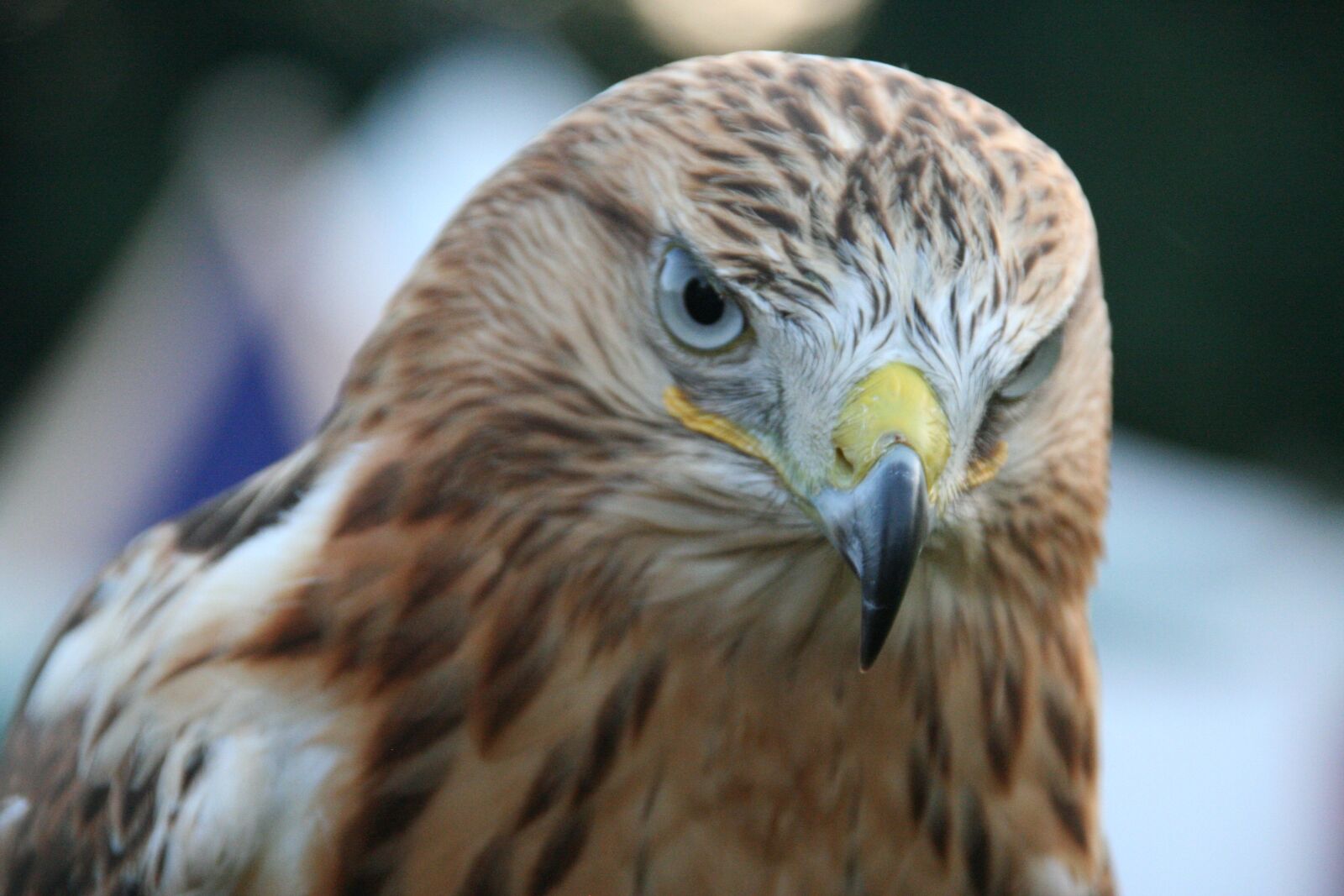 Canon EOS 350D (EOS Digital Rebel XT / EOS Kiss Digital N) sample photo. Adler, raptor, bird of photography