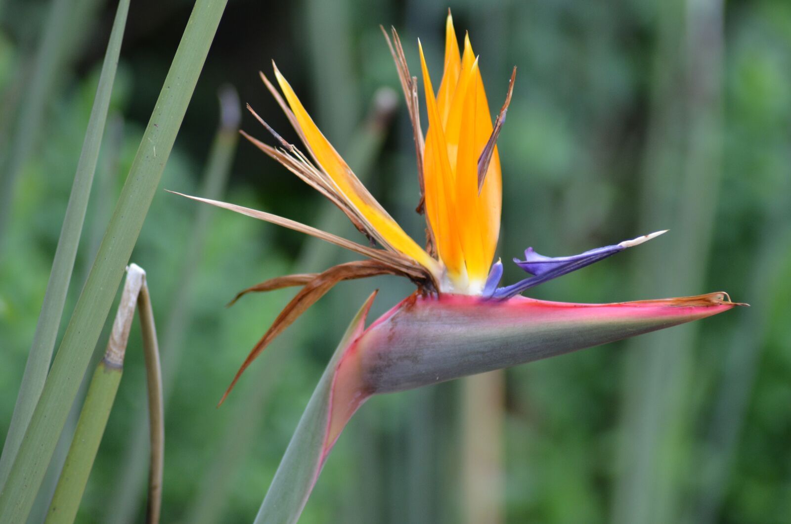 Nikon D5100 sample photo. Caudata, flower, bird of photography