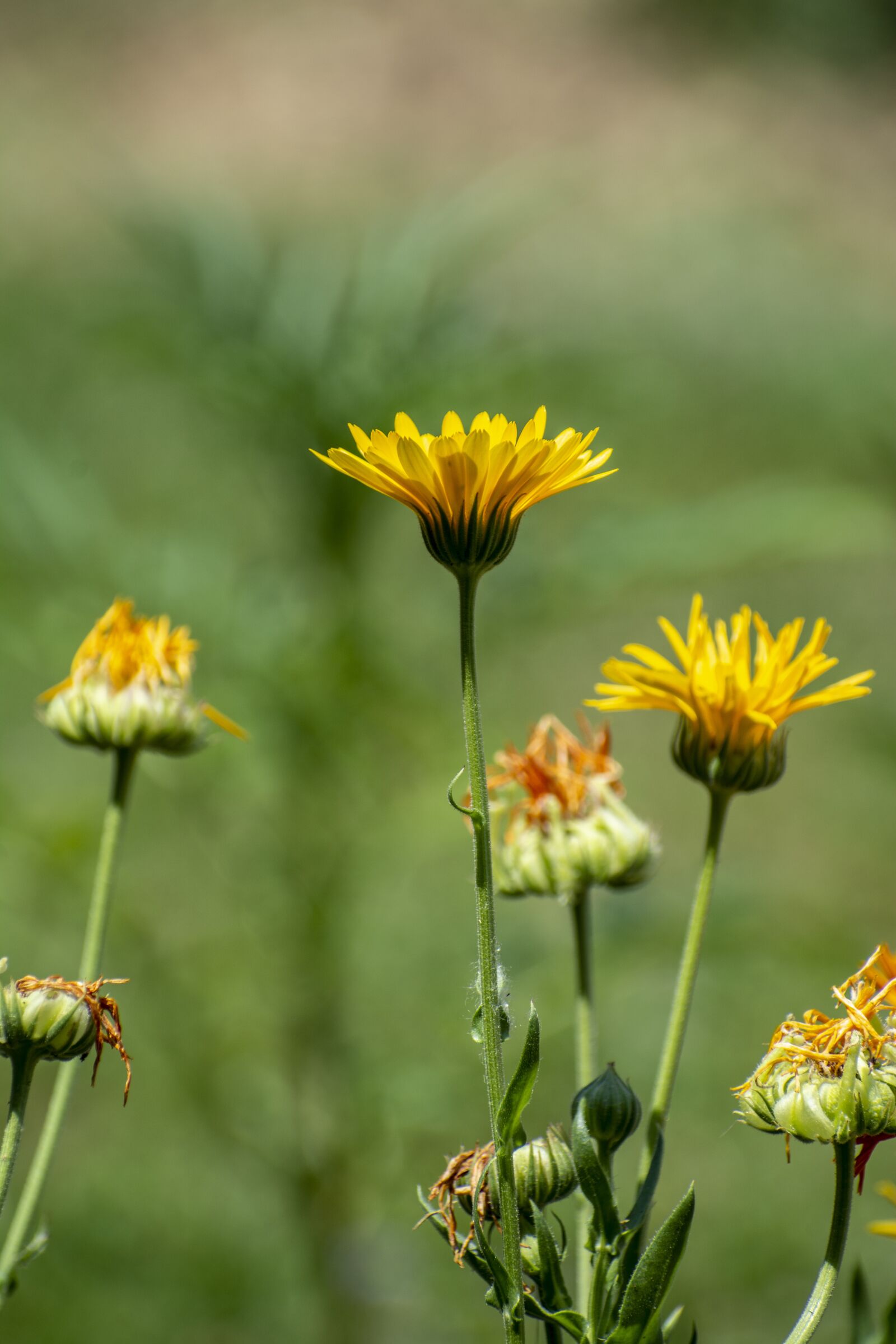 Nikon D7100 sample photo. Green, nature, flowers photography