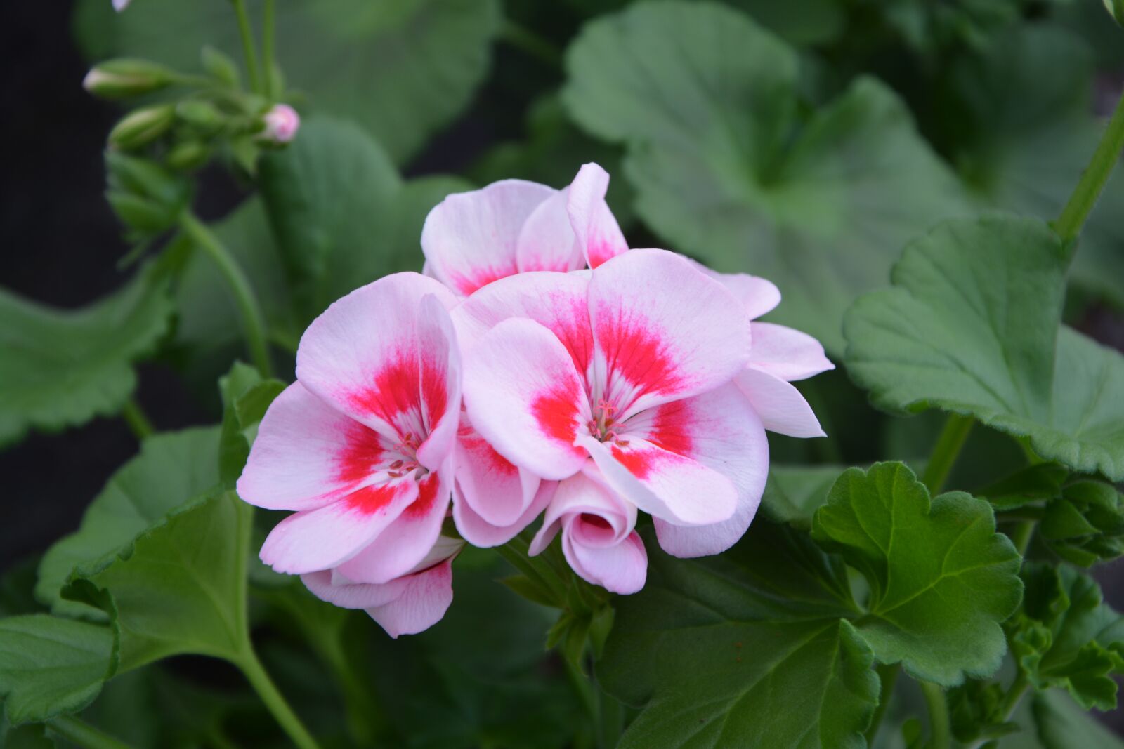 Nikon D5200 sample photo. Flower, flower primrose, nature photography