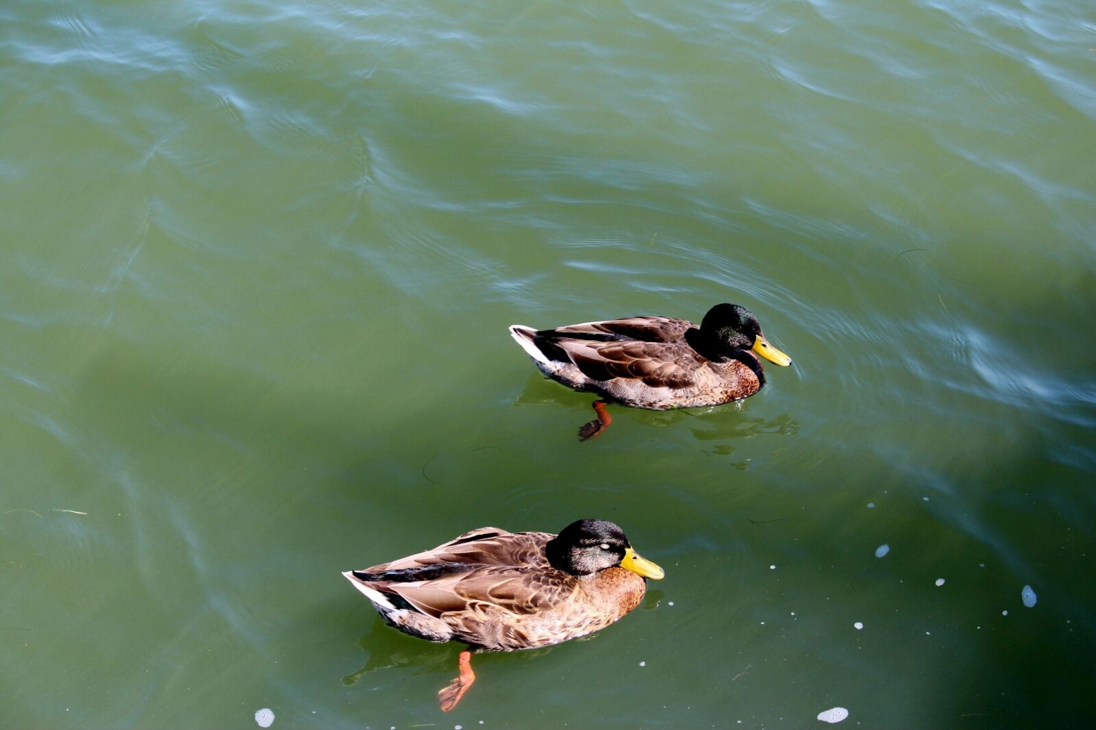 Canon EOS 700D (EOS Rebel T5i / EOS Kiss X7i) sample photo. Birds, ducks, water birds photography