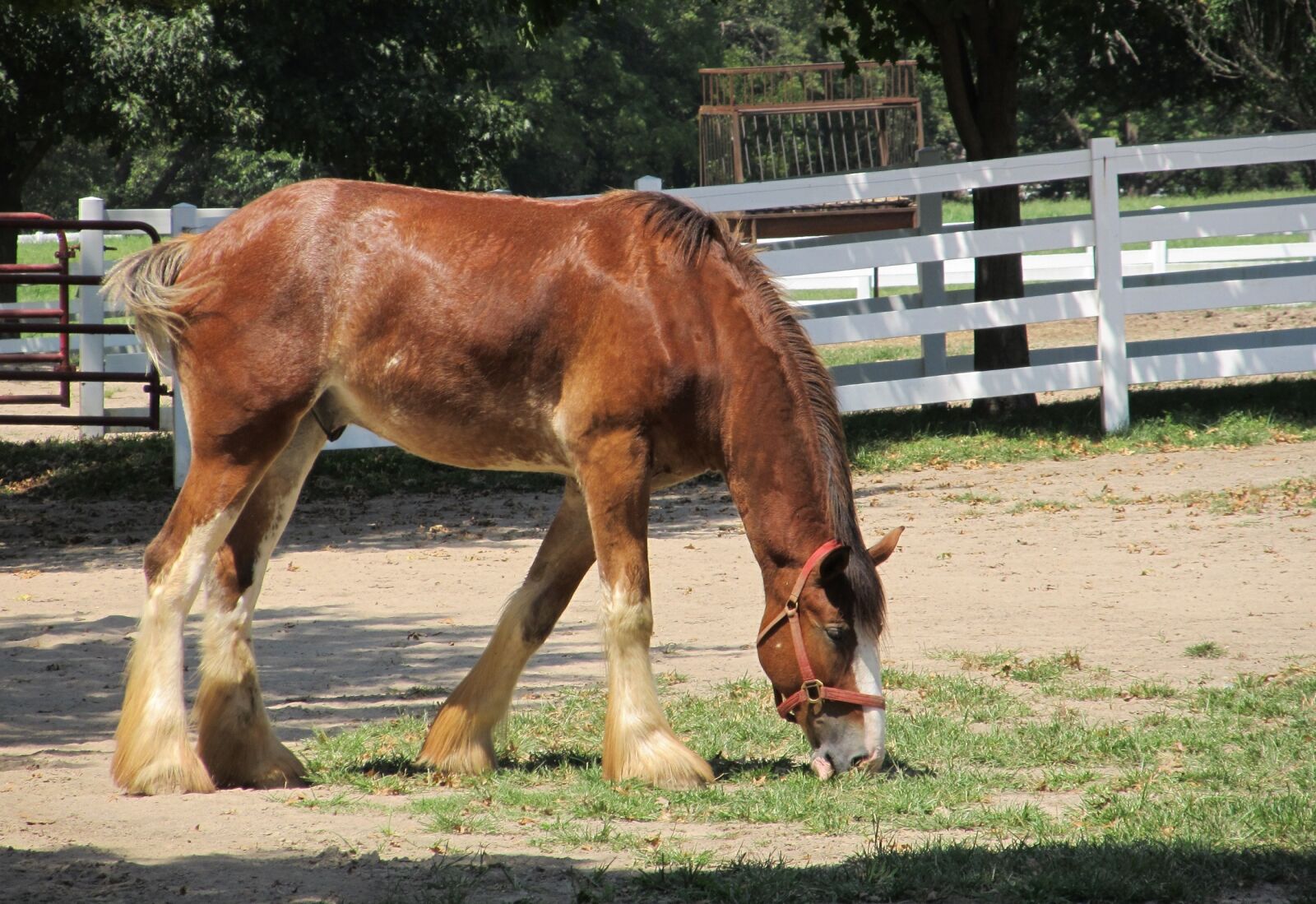 Canon PowerShot SX130 IS sample photo. Clydesdale, horse, yearling photography