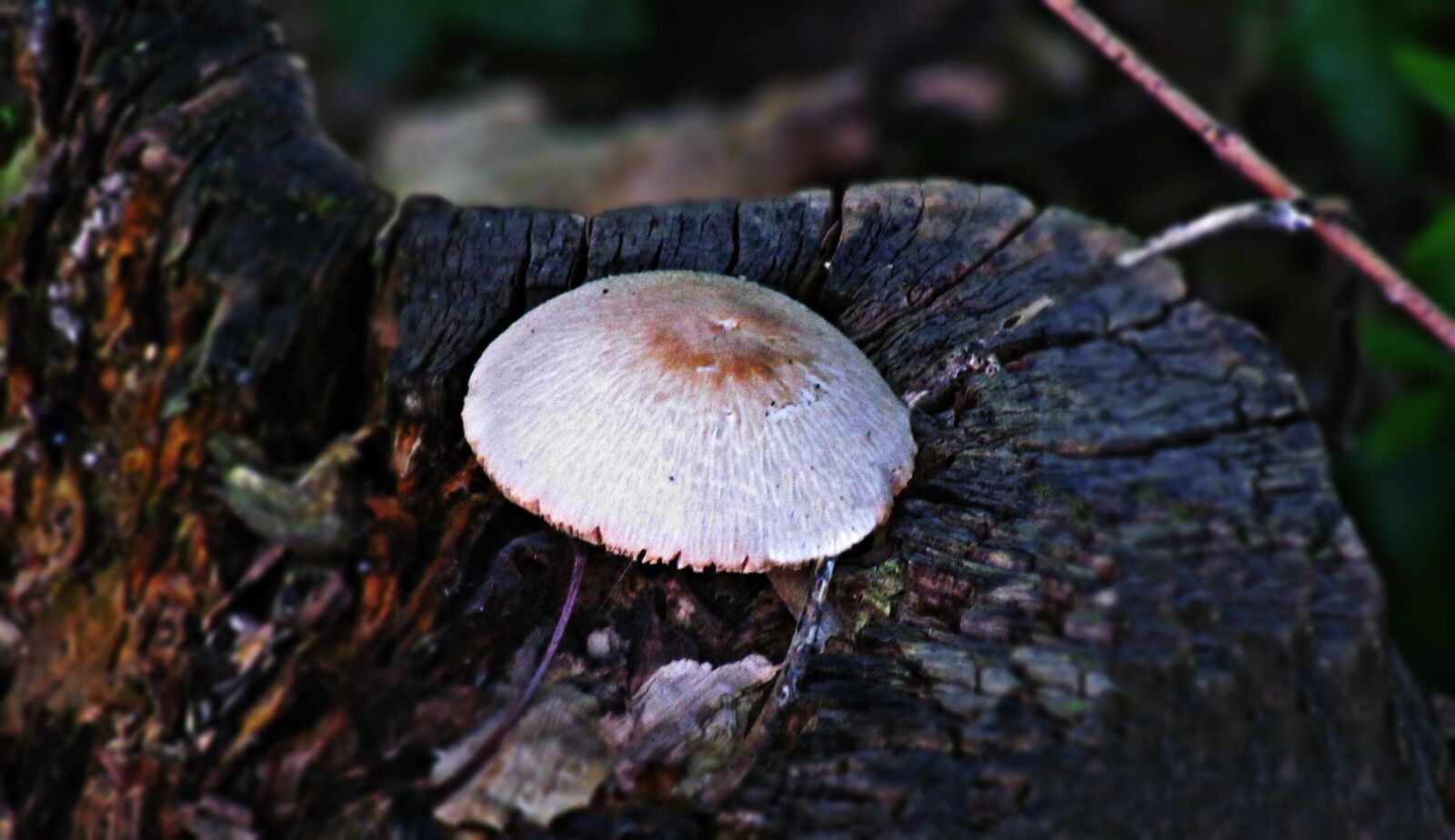 Canon PowerShot SX30 IS sample photo. Trunk, tree, mushroom photography