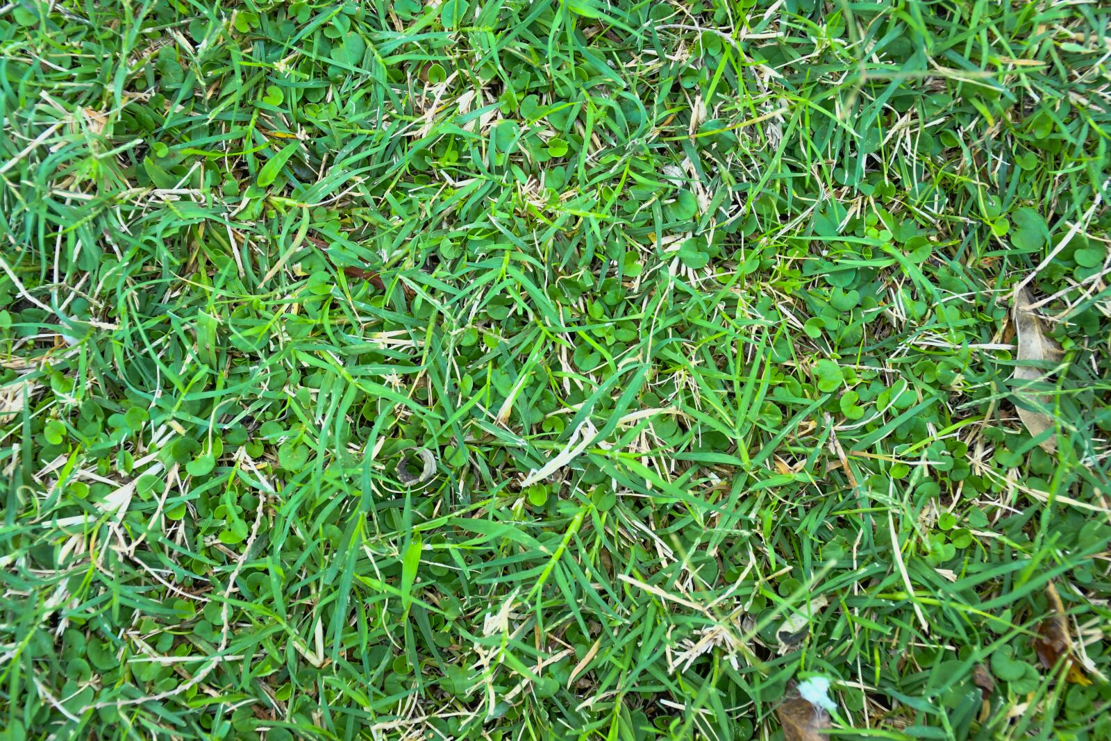 Nikon D7500 sample photo. Grass, pastures, field photography