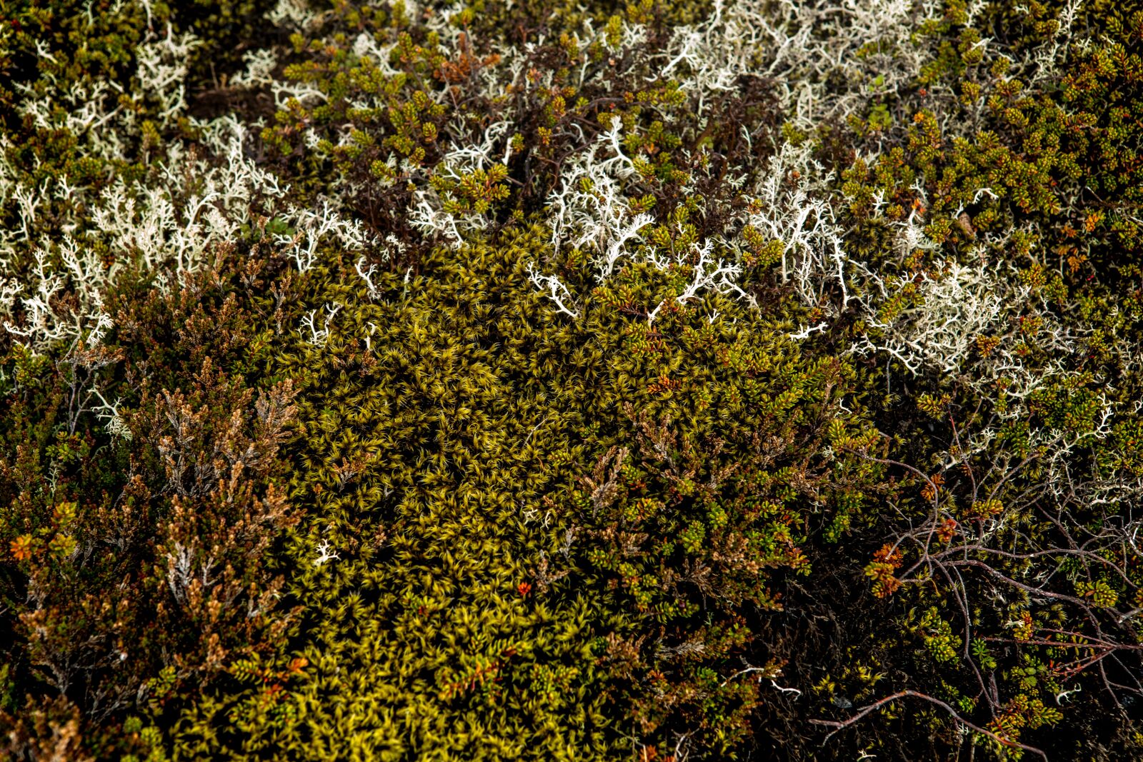 Canon EOS 5D Mark III sample photo. Moss, dry grass, nature photography