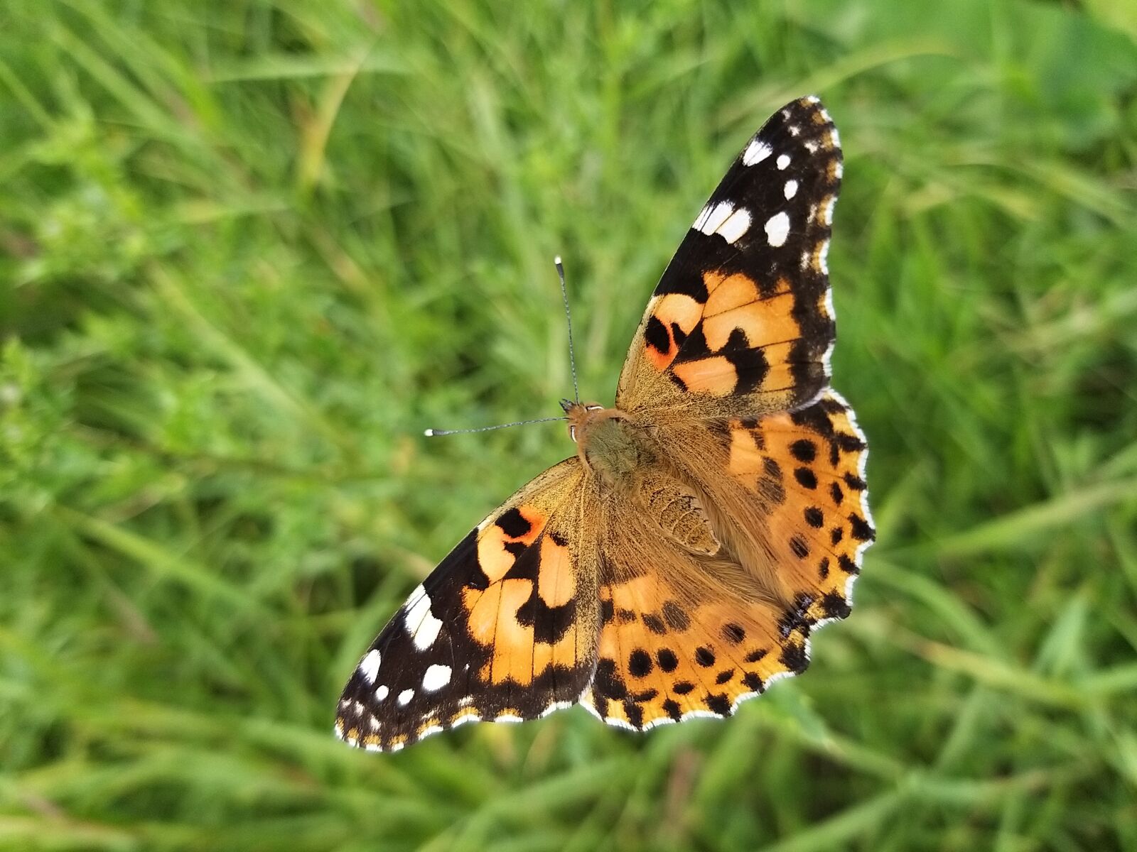 Samsung Galaxy A9 (2018) sample photo. Butterfly, insect, beautifull photography