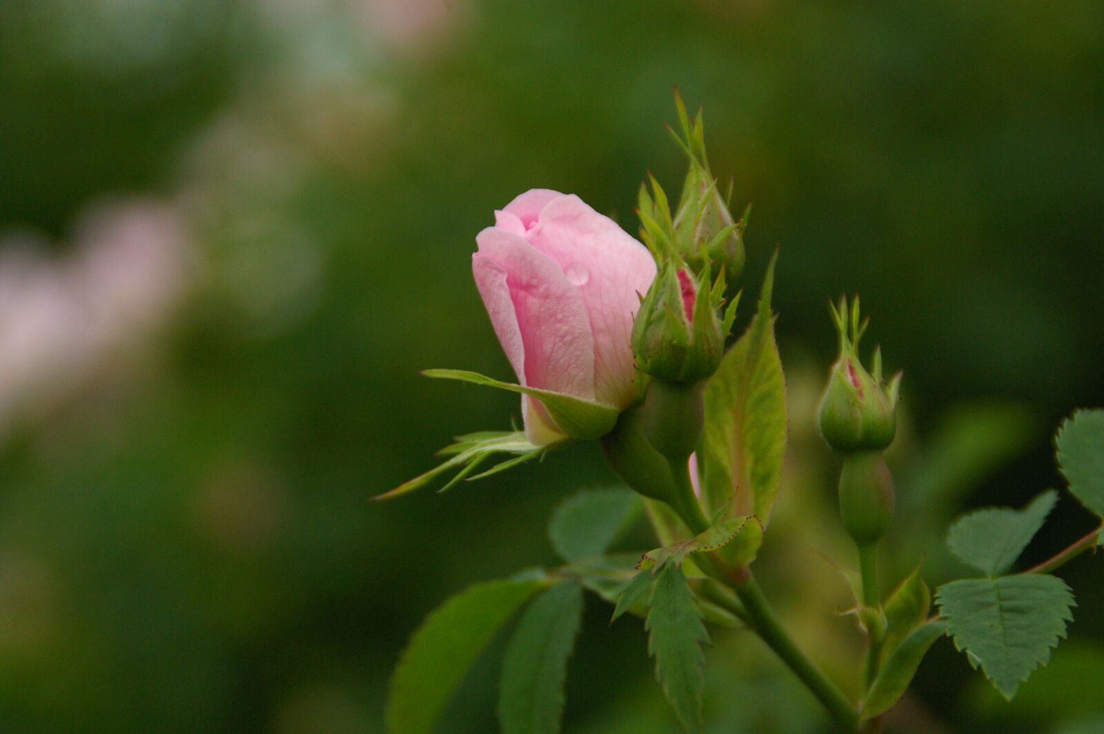 Pentax K100D sample photo. Rose, flower, nature photography