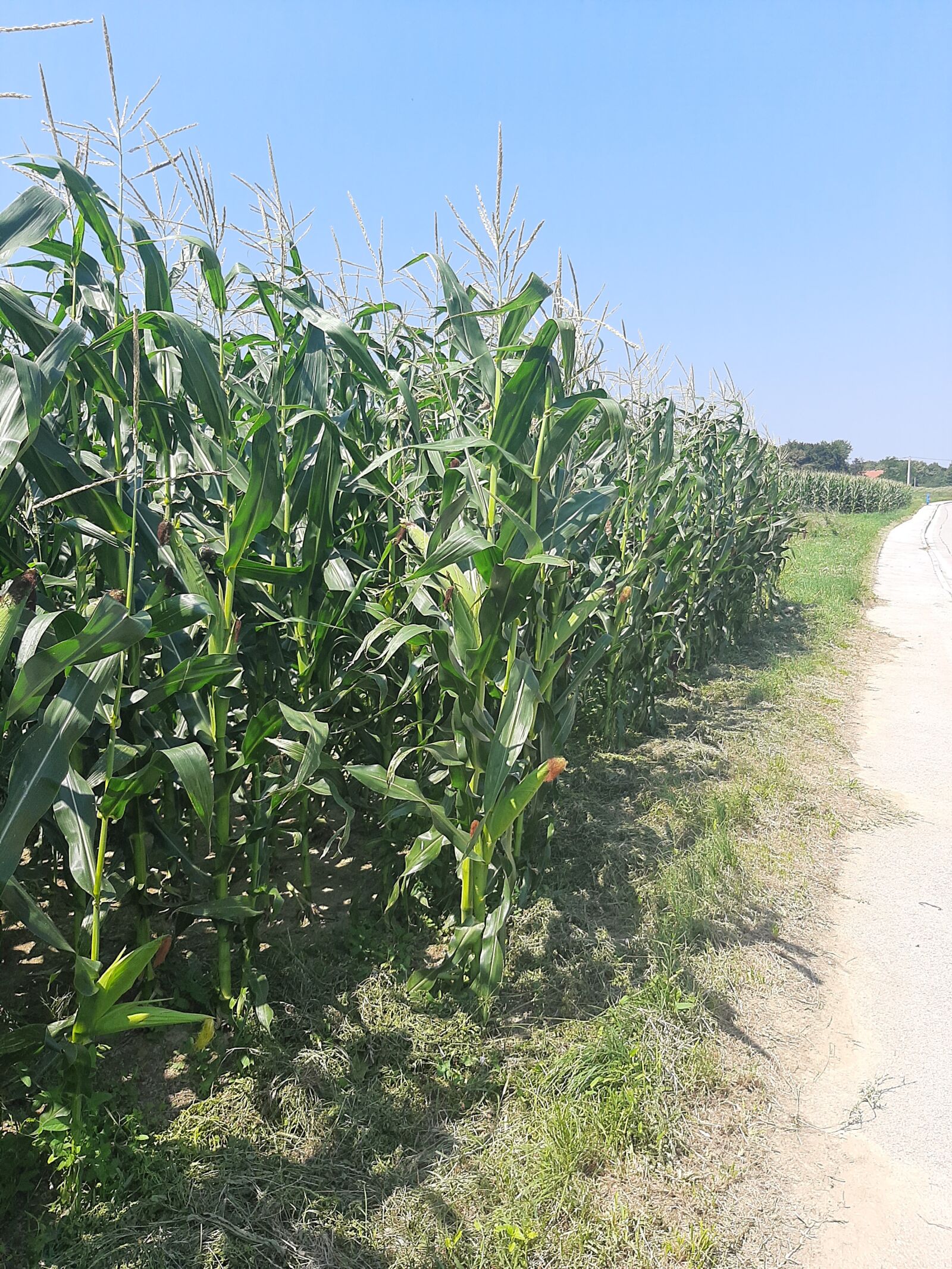 Samsung SM-A307FN sample photo. Corn field, corn, road photography